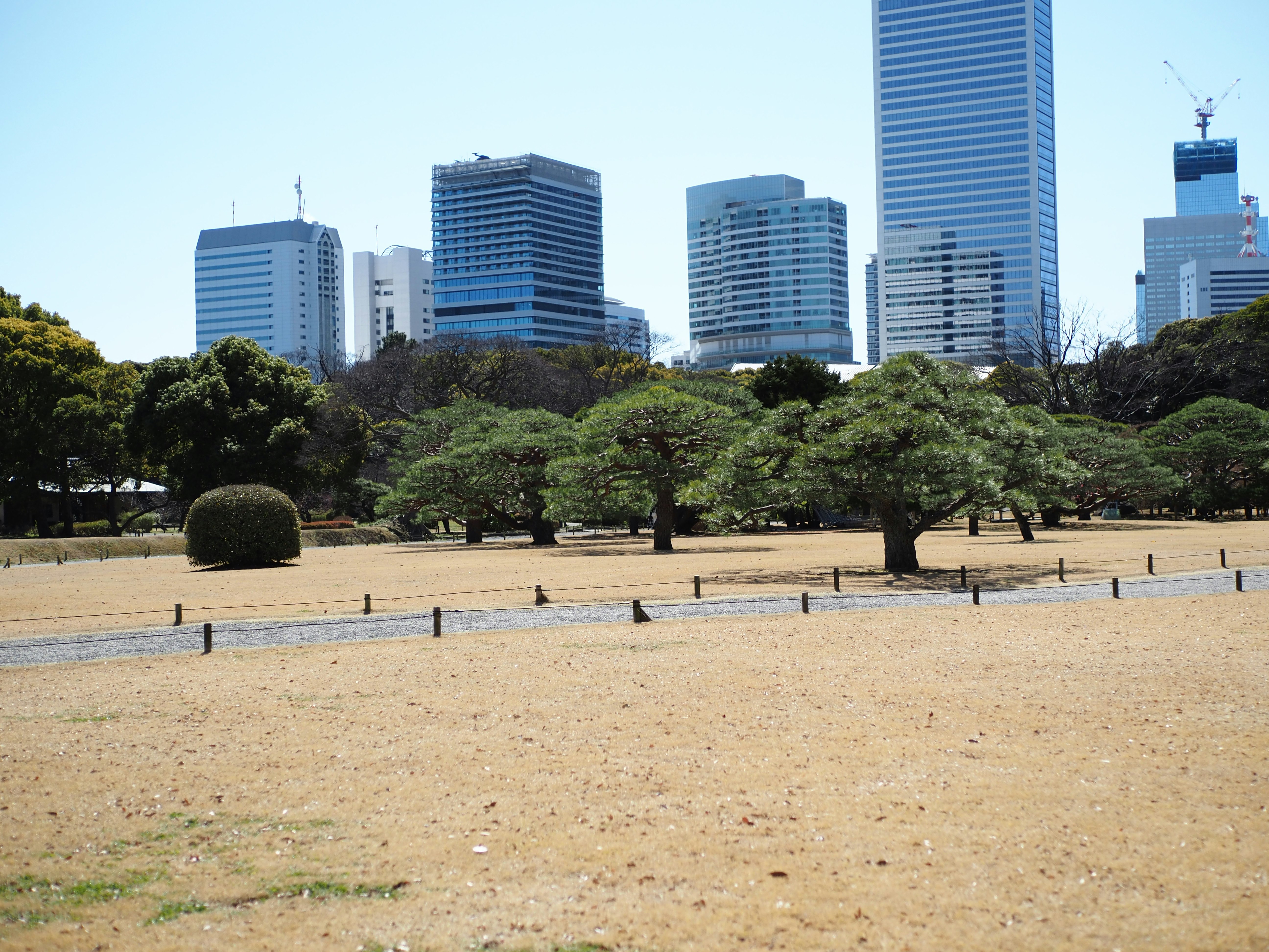 Modern skyscrapers overlooking a wide park with sparse vegetation