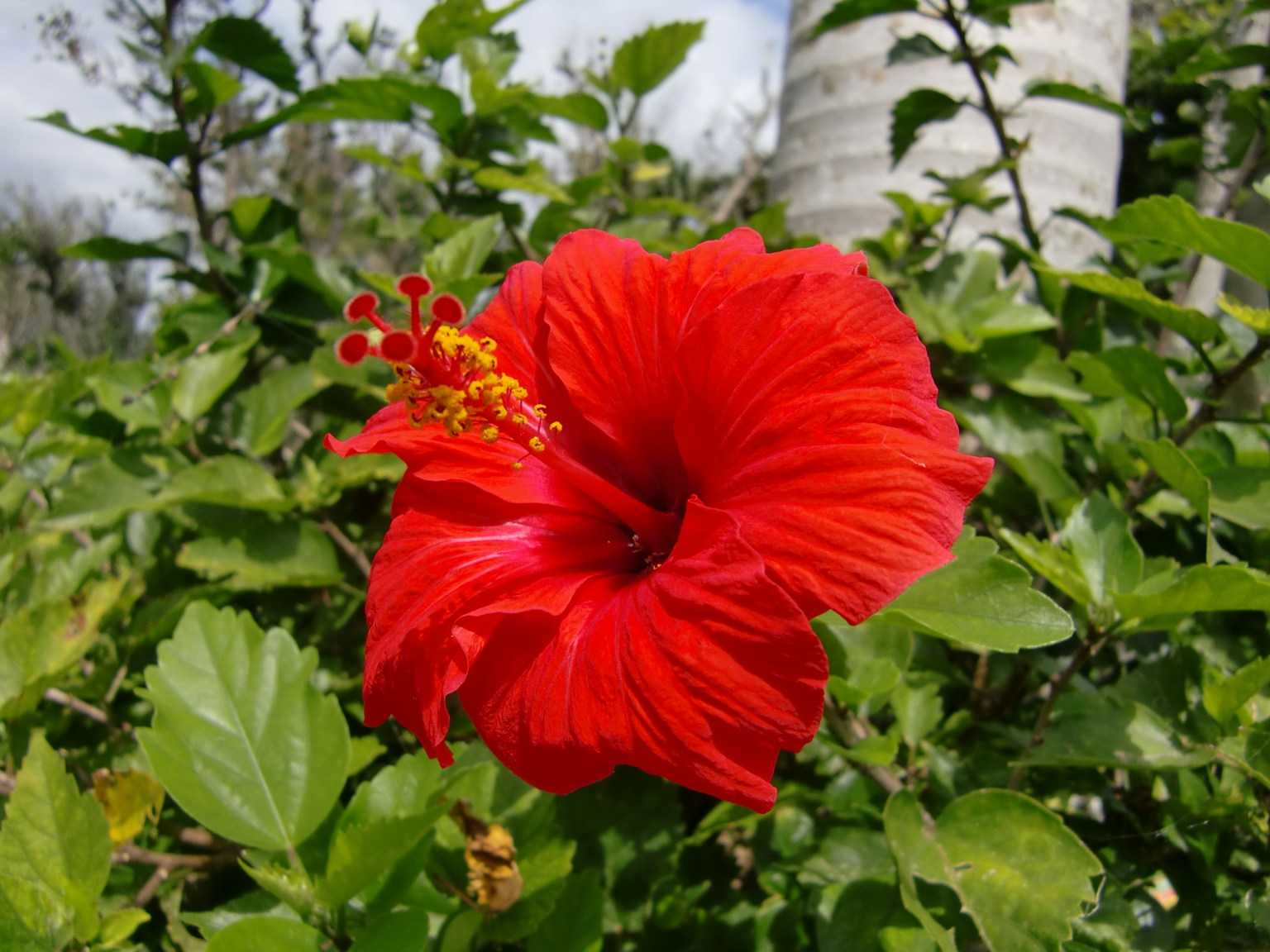 鲜艳的红色芙蓉花在绿色叶子中绽放