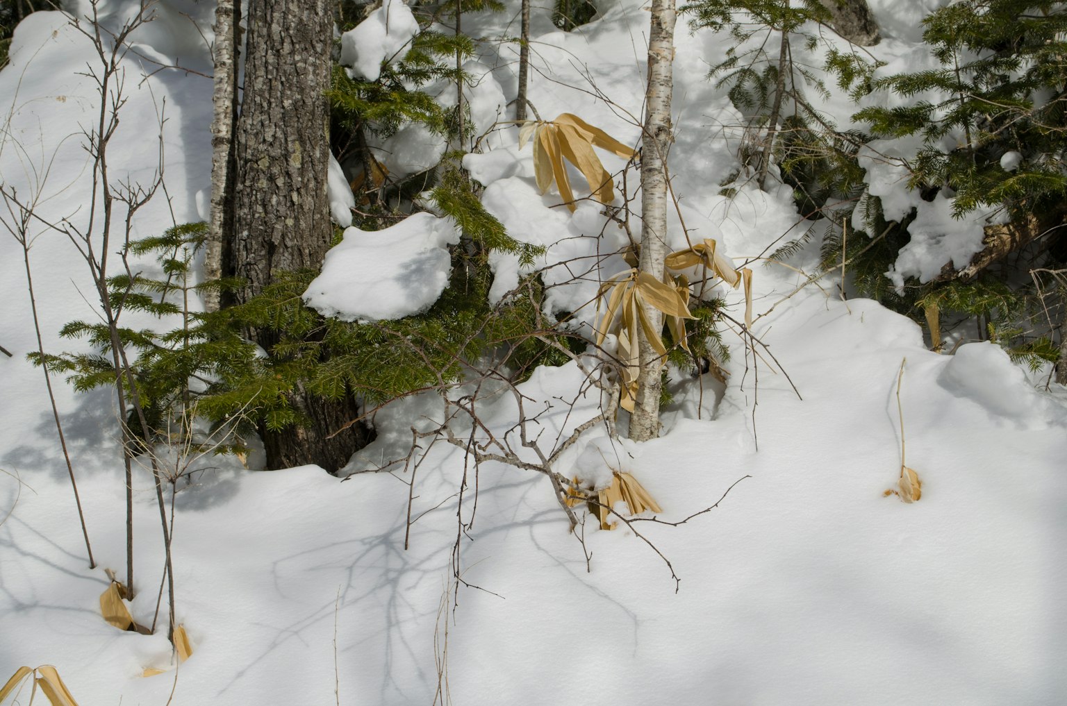 雪覆盖的森林场景，干枯的草和树木