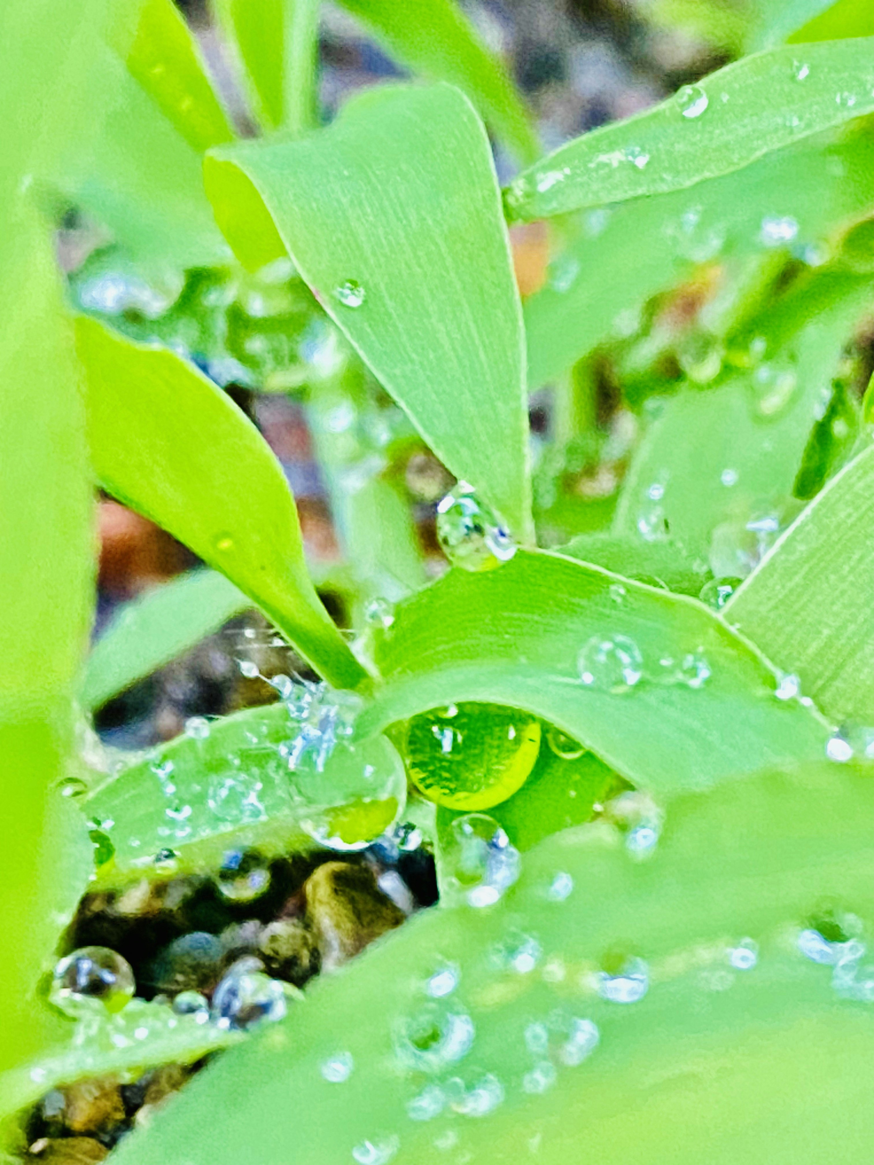 雨上がりの緑の葉に付いた水滴