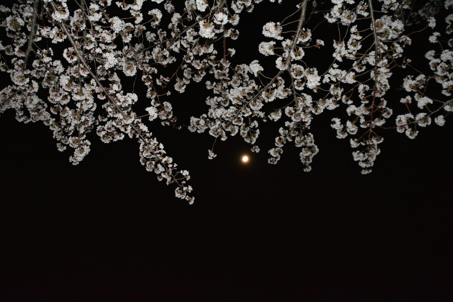 밤하늘에 떠 있는 보름달 아래 피어나는 흰 꽃