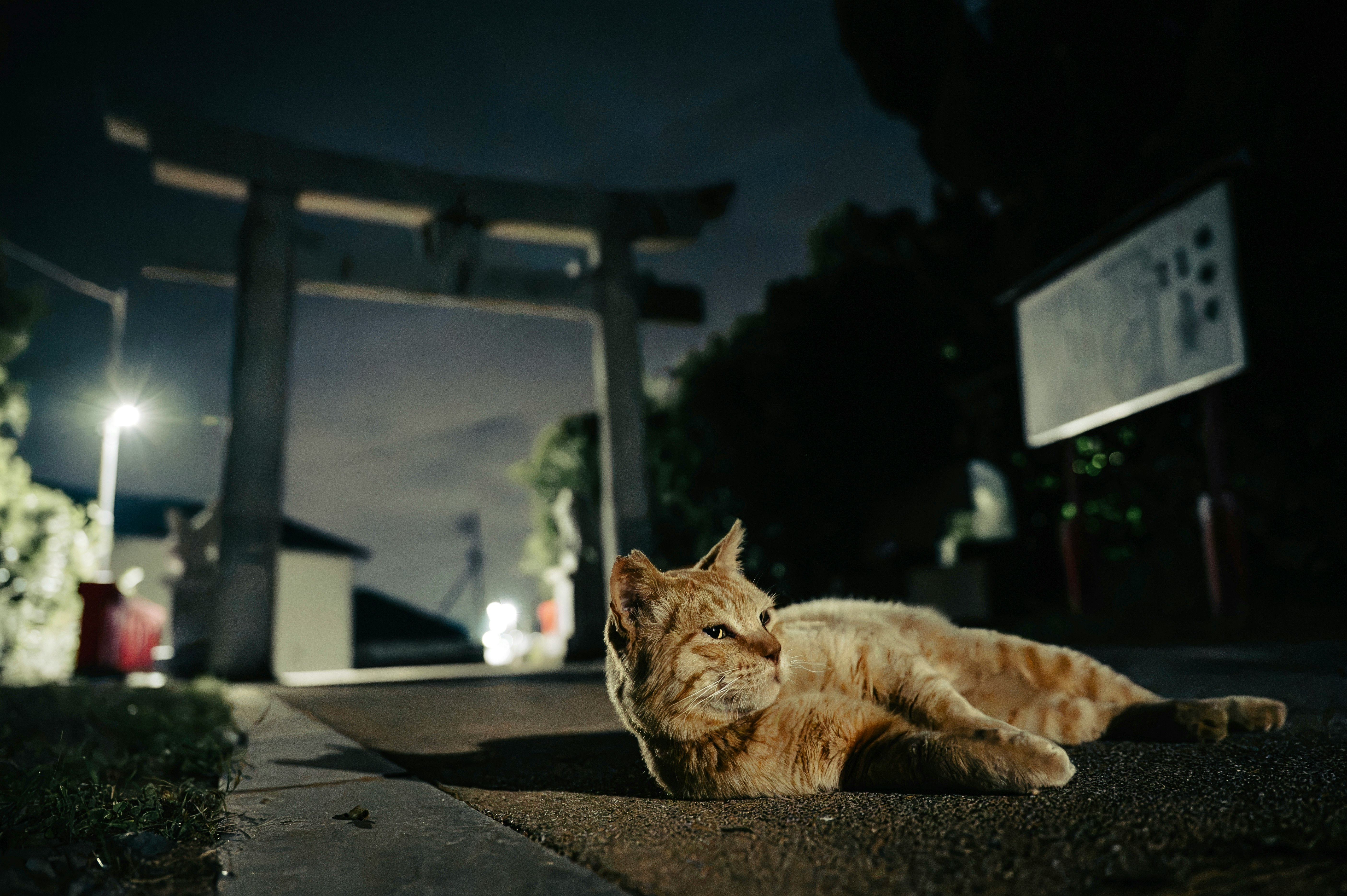 夜の路地で横たわる猫