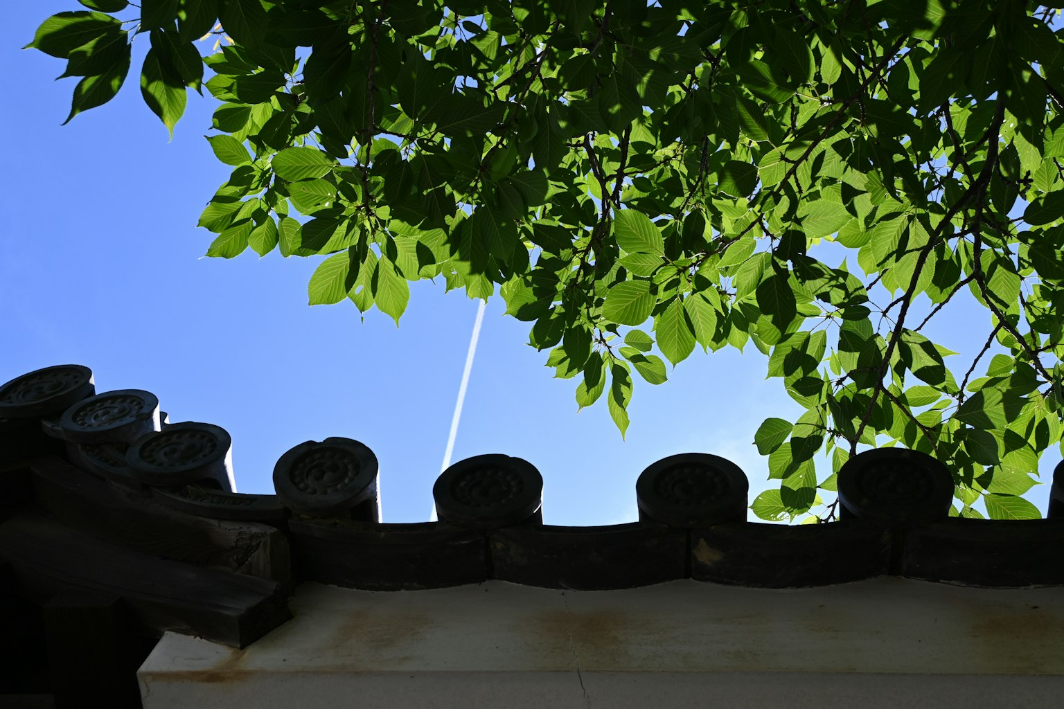 Silhouette di un tetto con foglie verdi contro un cielo blu