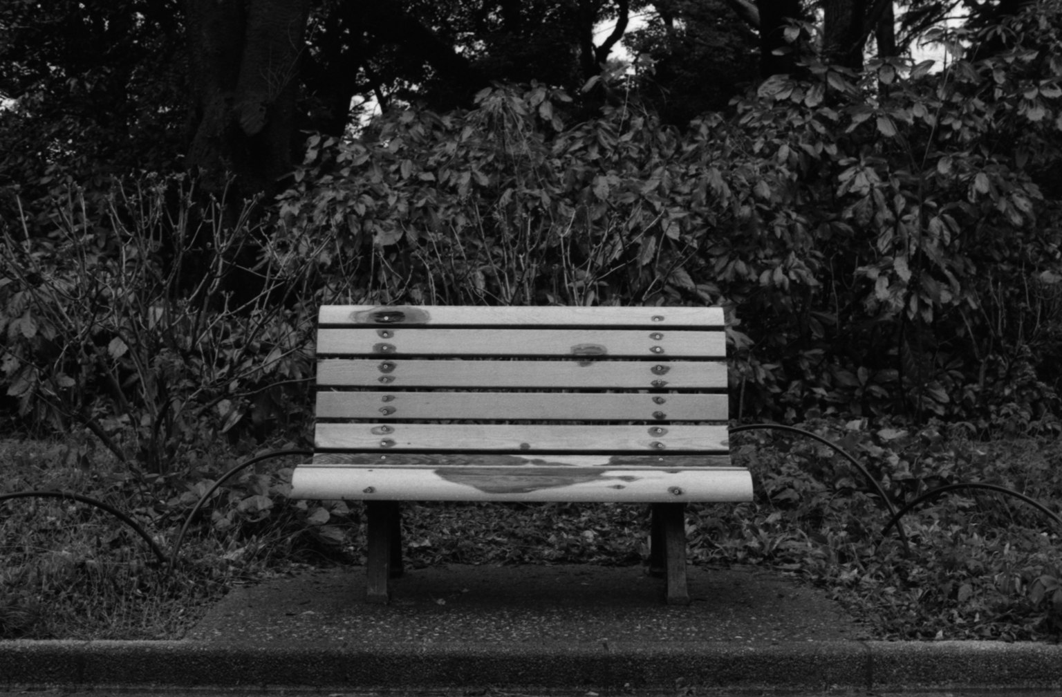 Une image en noir et blanc d'un banc de parc entouré de feuillage vert