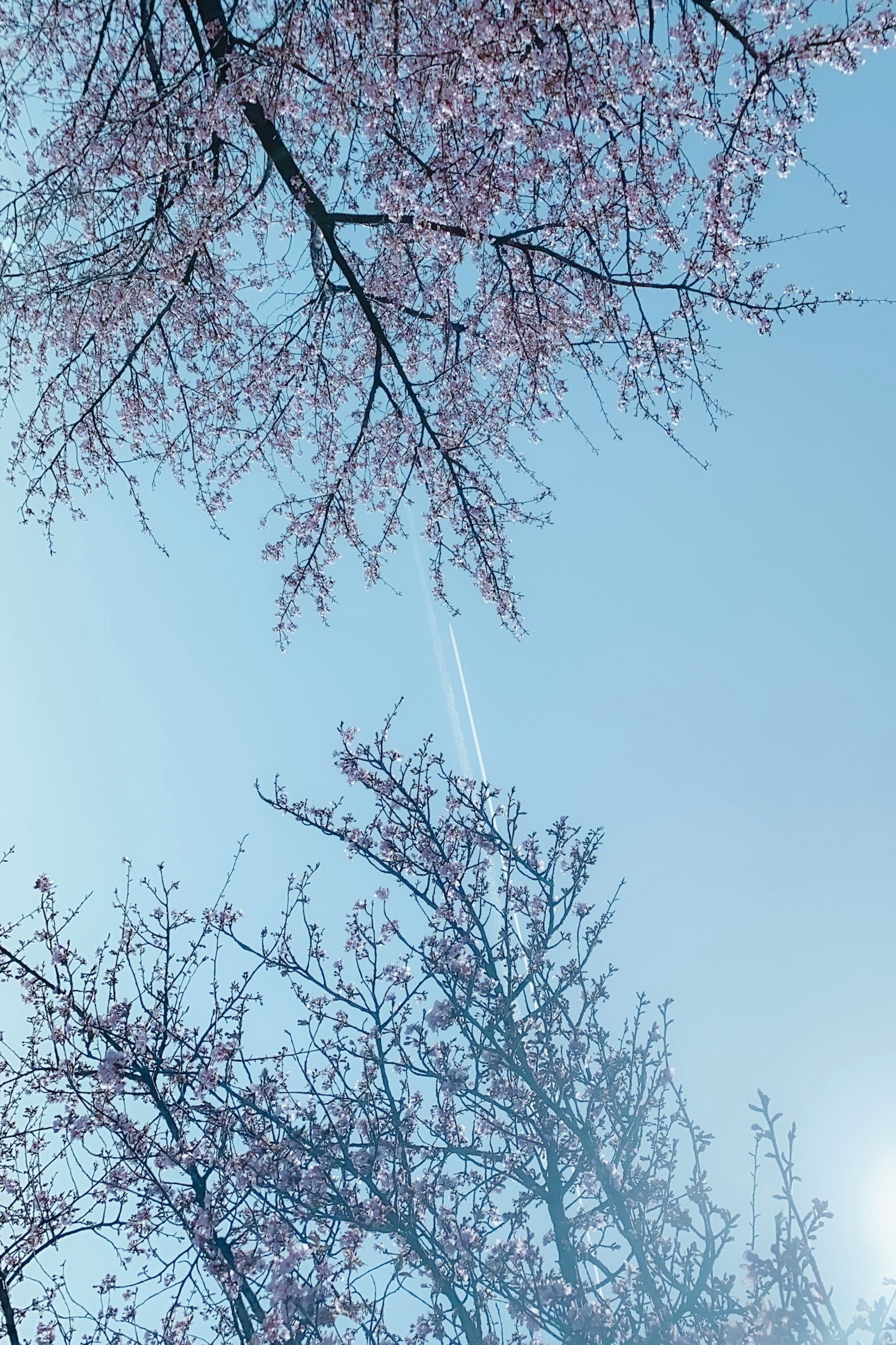 Fleurs de cerisier sous un ciel bleu avec un trainée d'avion