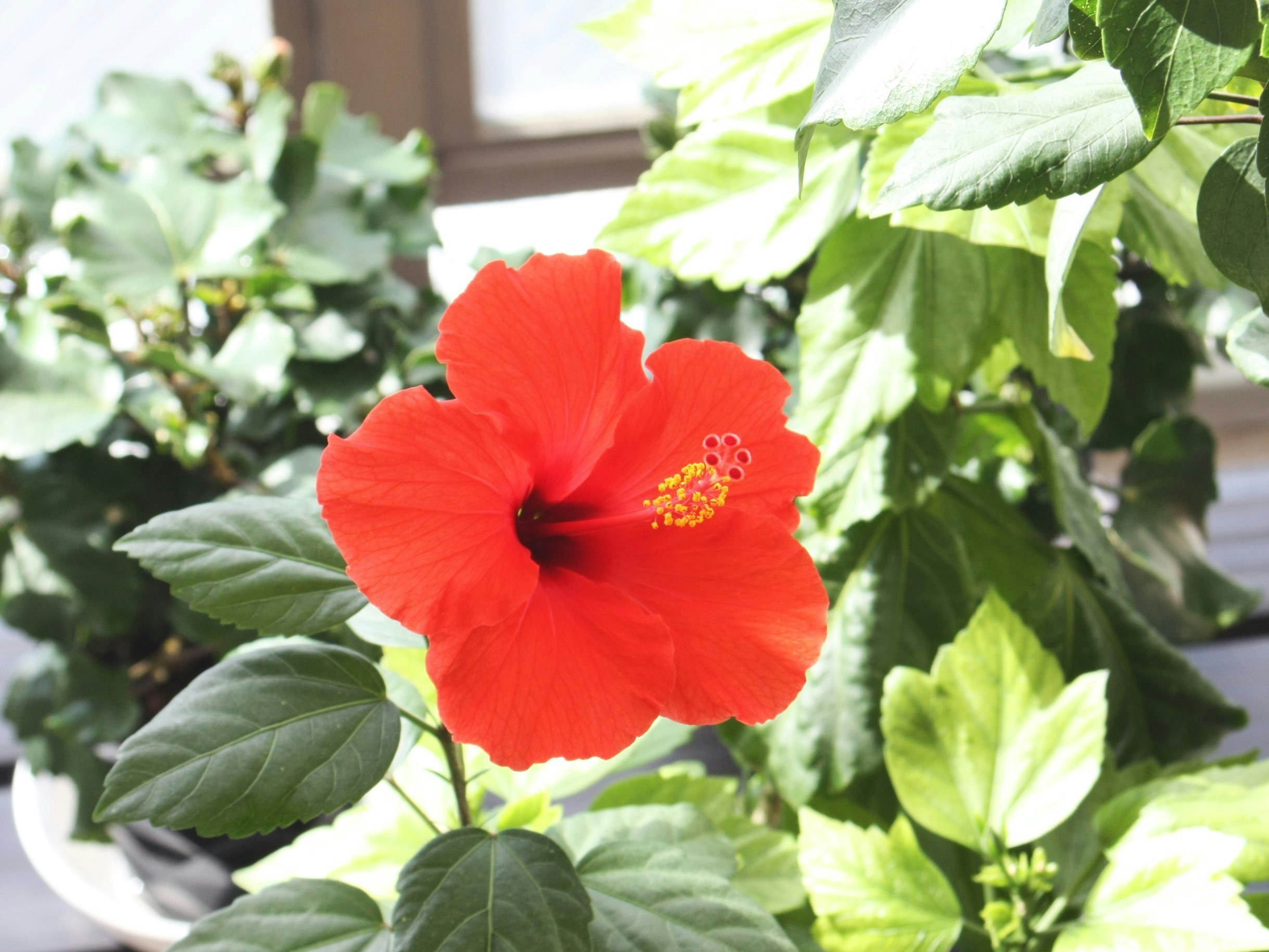 赤いフレミングウィンドのハイビスカスの花