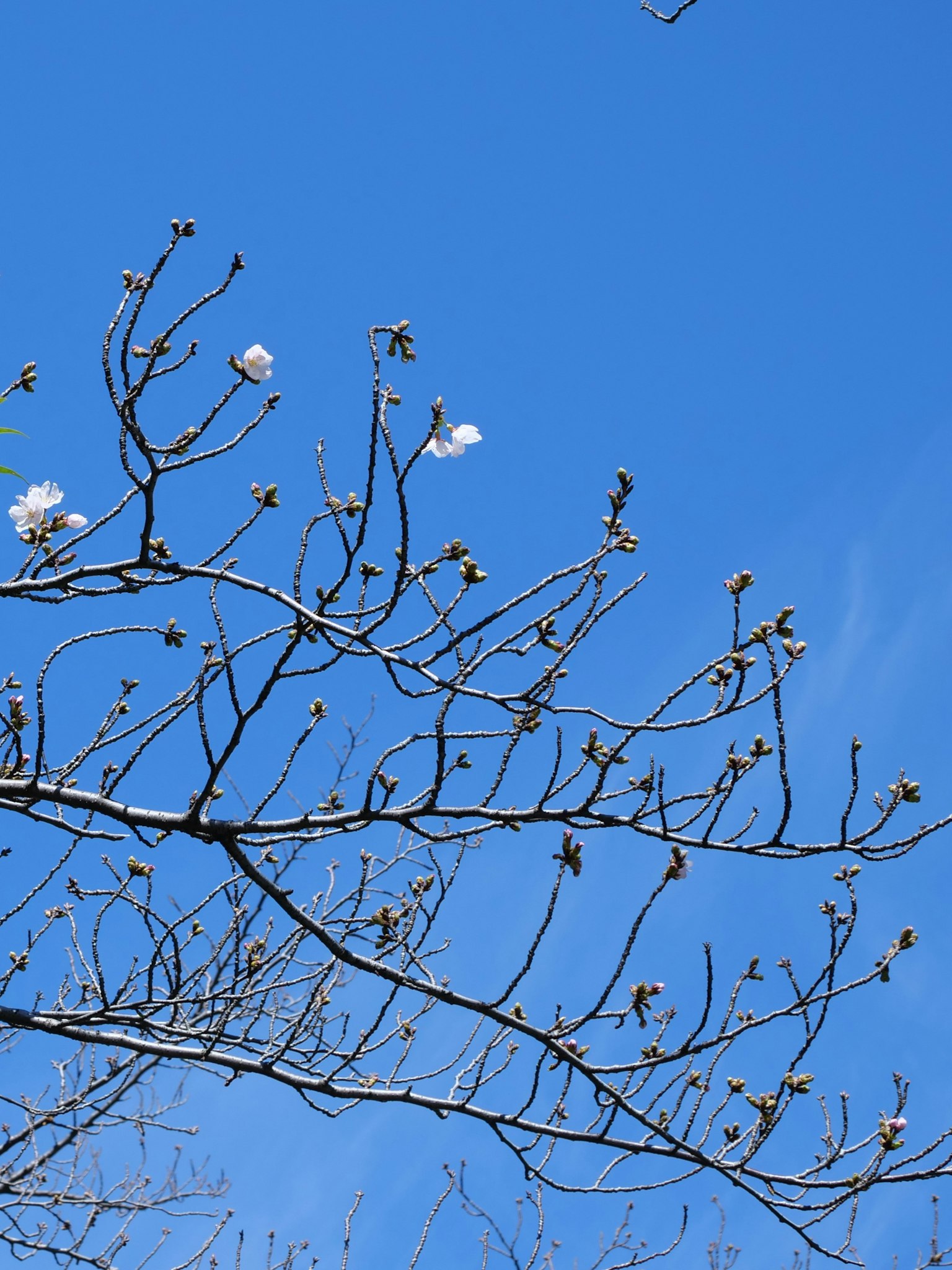 Äste mit blühenden Blumen vor einem blauen Himmel