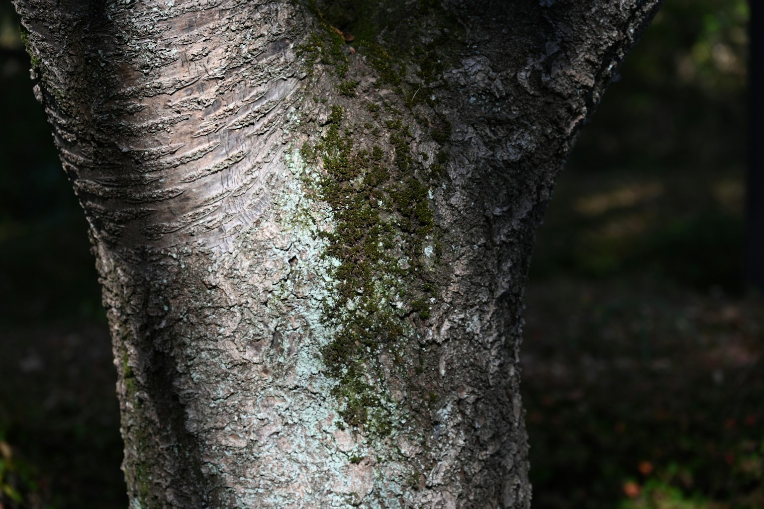 Close-up of a tree trunk showing moss and textured patterns