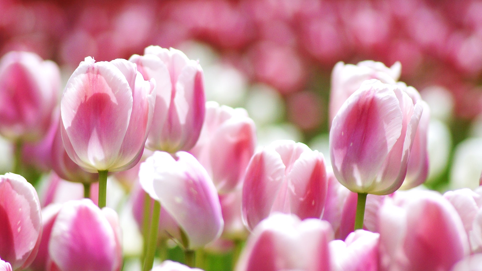 Un campo de tulipanes rosas y blancos en flor con un enfoque suave