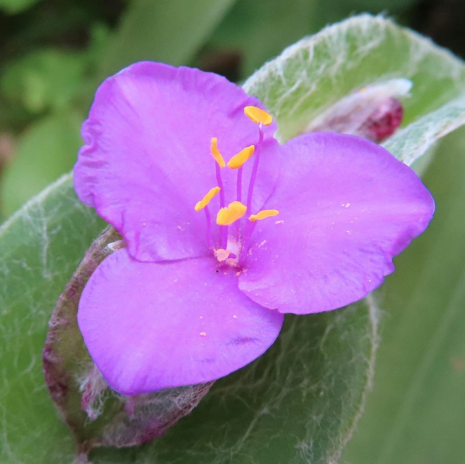 Gros plan d'une fleur violette avec des étamines jaunes