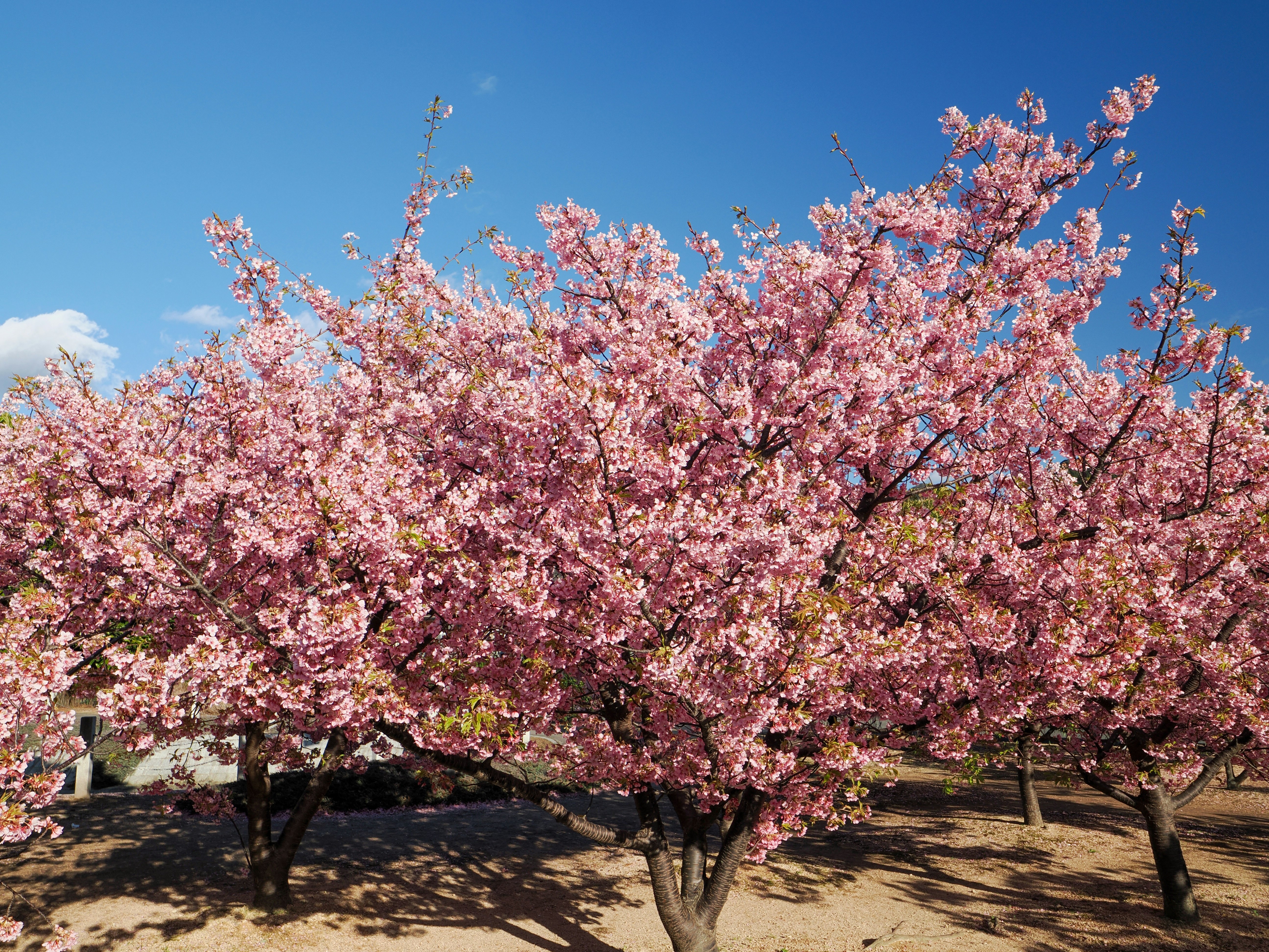 満開の桜の並木と青空