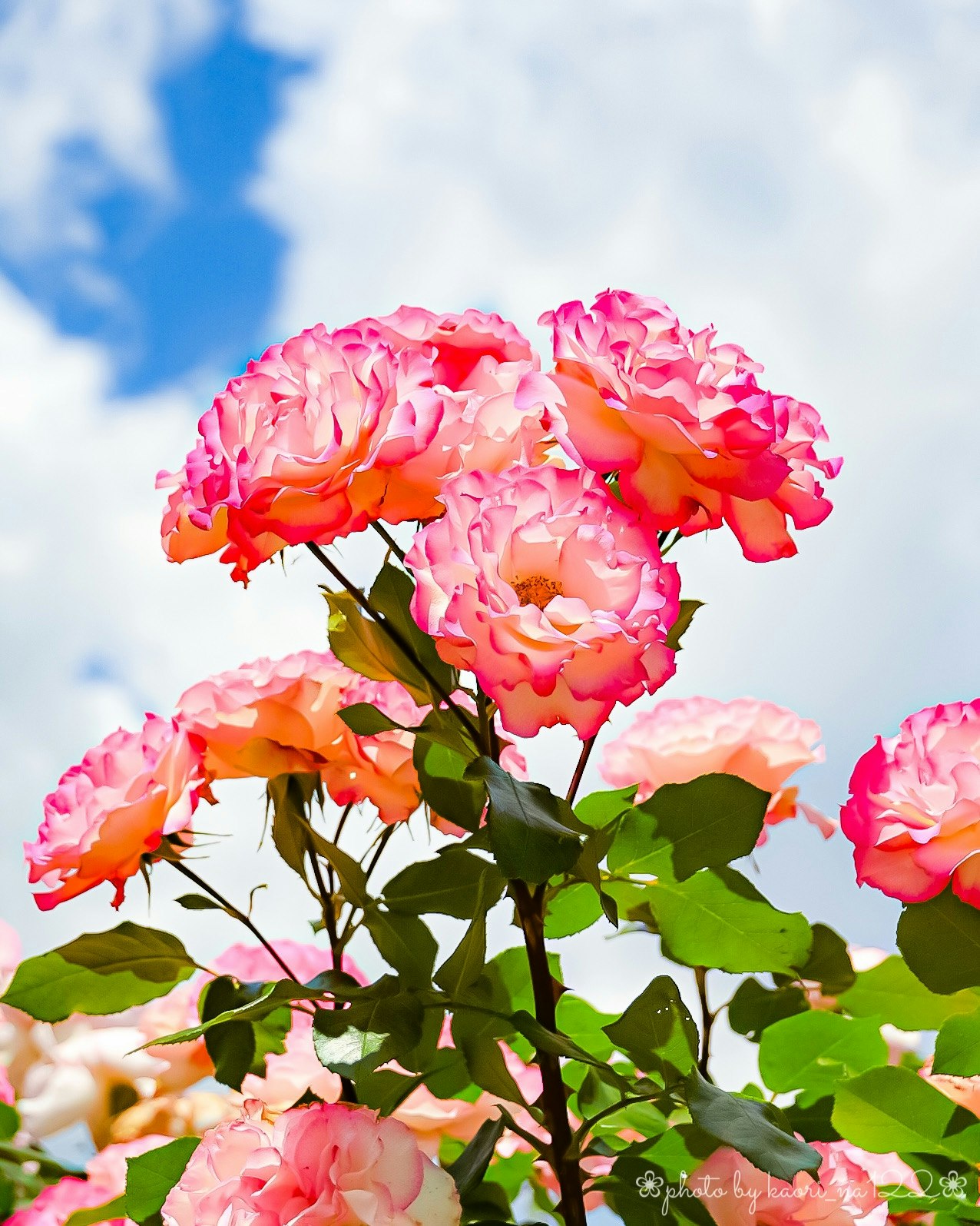 空に映えるピンクのバラの花