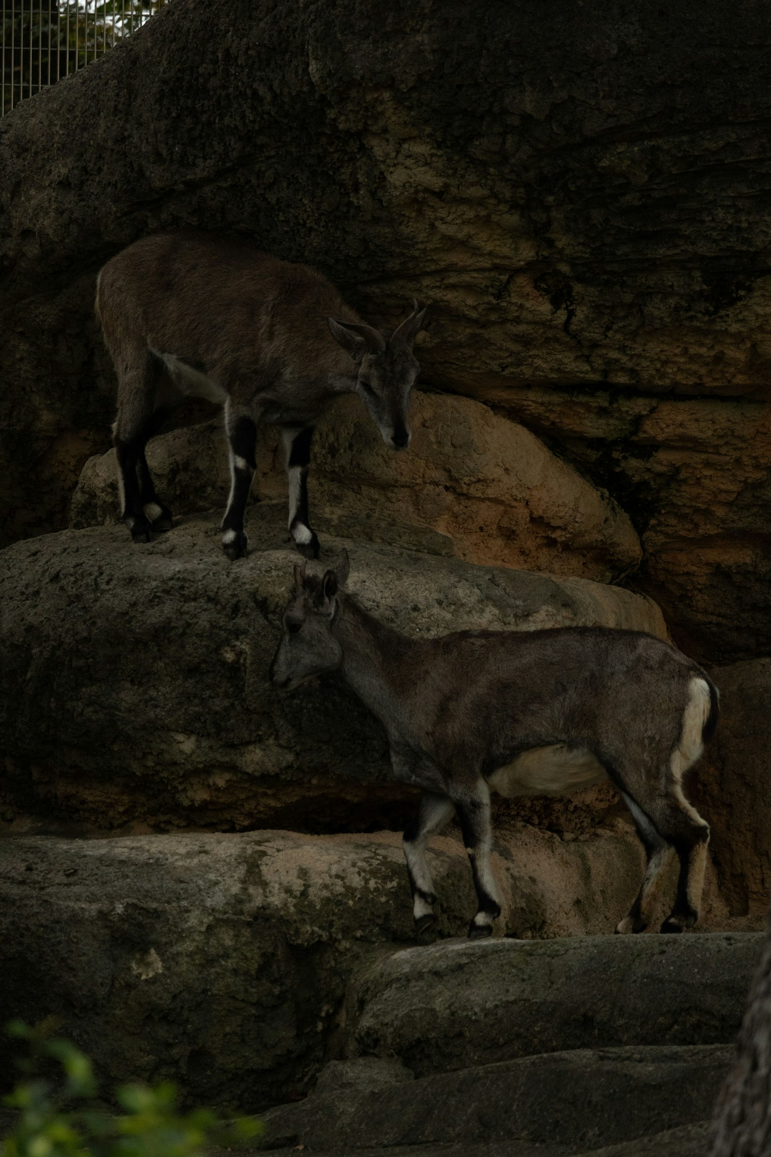 Dua kambing di medan berbatu dengan latar belakang gelap dan lingkungan alami