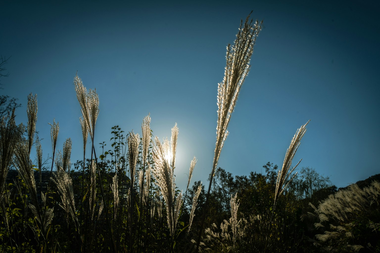 Cỏ pampas đung đưa dưới bầu trời xanh với ánh nắng mặt trời