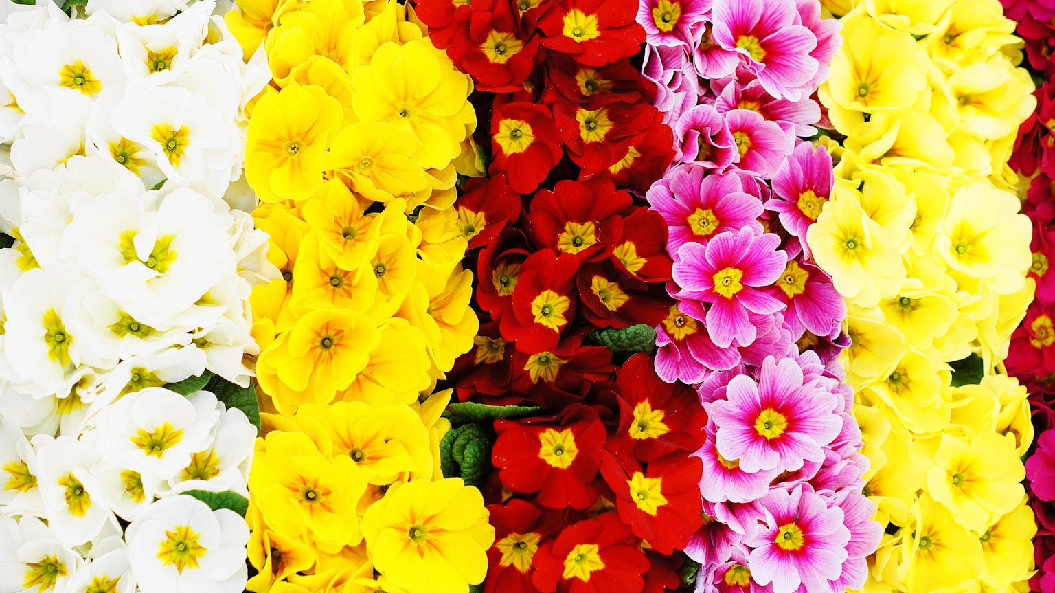 五彩繽紛的花朵展示