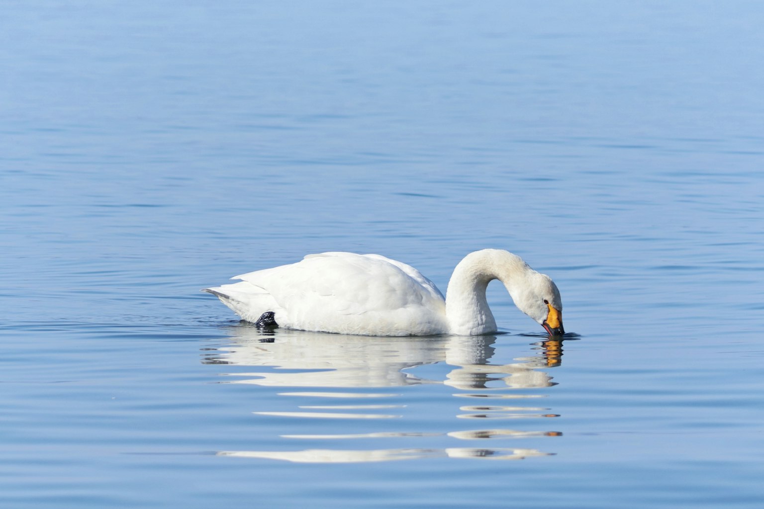 Ein schöner Schwan, der in einem blauen See nach Nahrung sucht und sein Bild reflektiert
