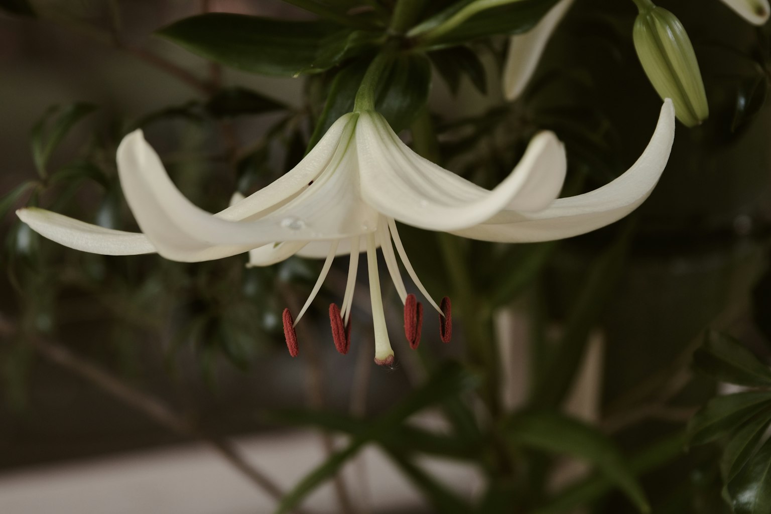 Un fiore di giglio bianco in fiore con stami rossi distintivi