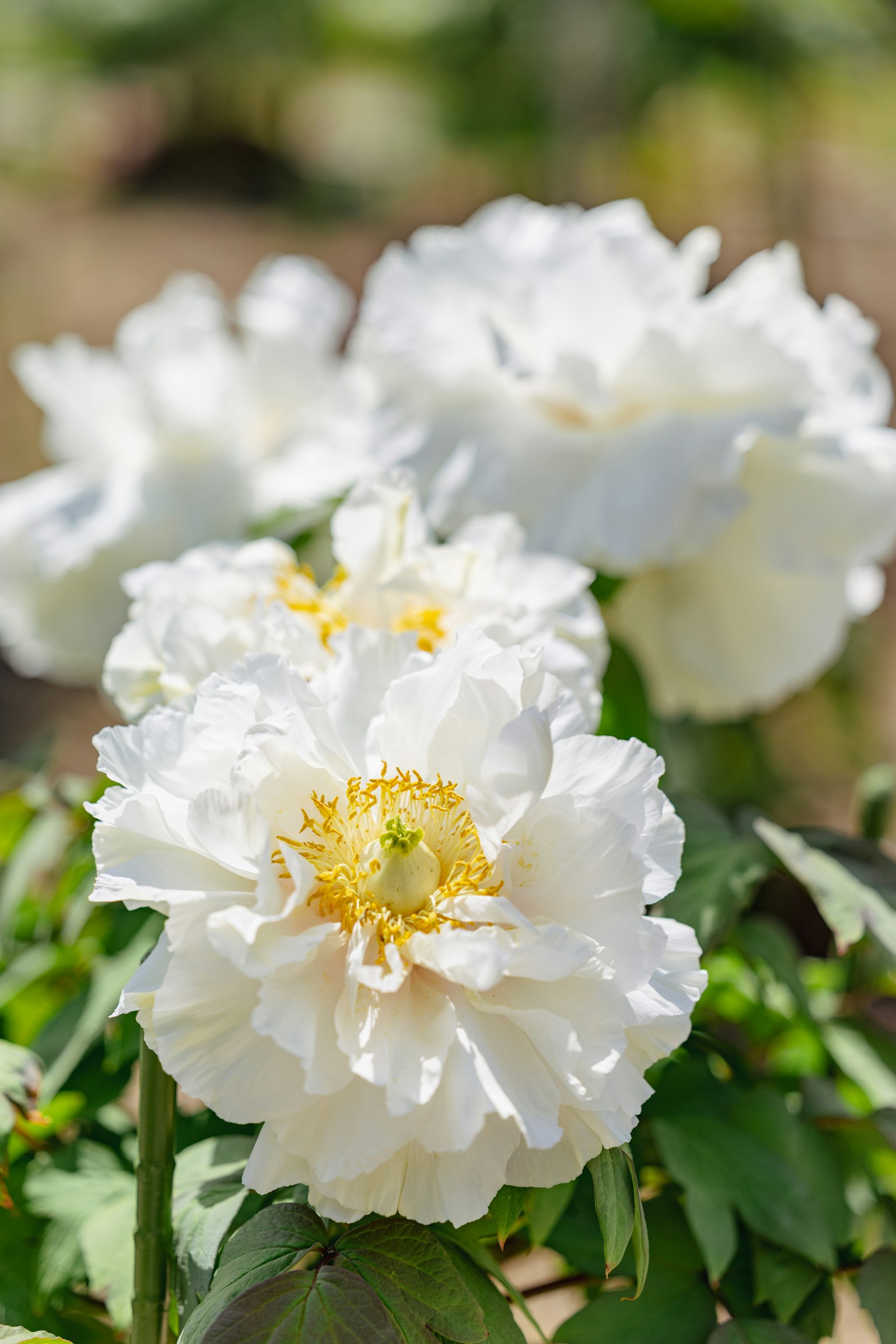 De magnifiques fleurs de pivoine blanches en fleurs dans un jardin avec des pétales blancs et des centres jaunes