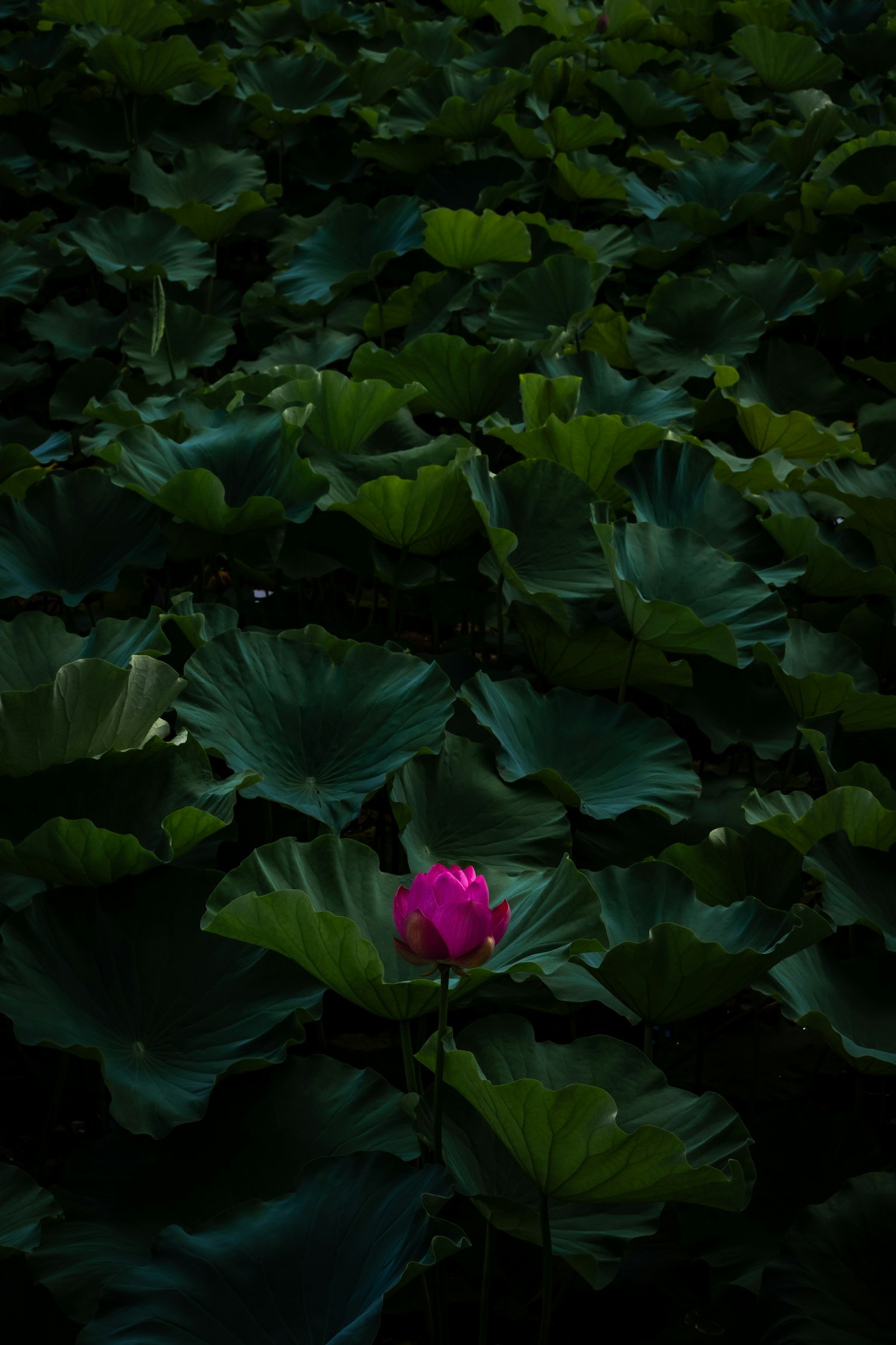 어두운 녹색 잎 사이에 피어있는 단일 분홍색 연꽃