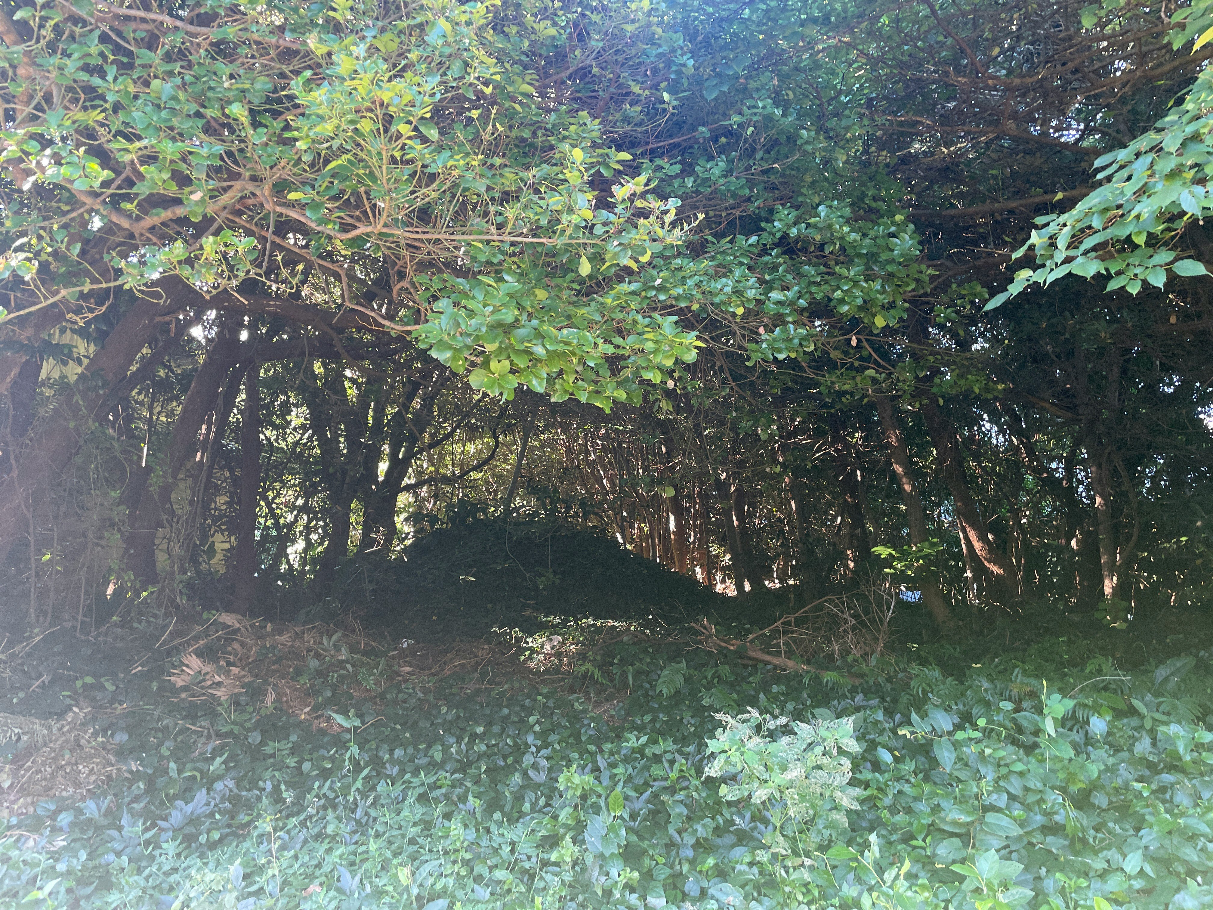 木々の枝が覆う緑の森の小道