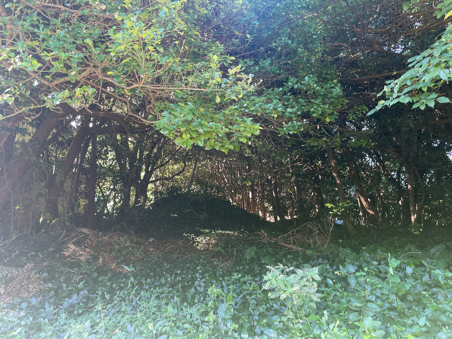 Un'area ombreggiata circondata da alberi verdi lussureggianti