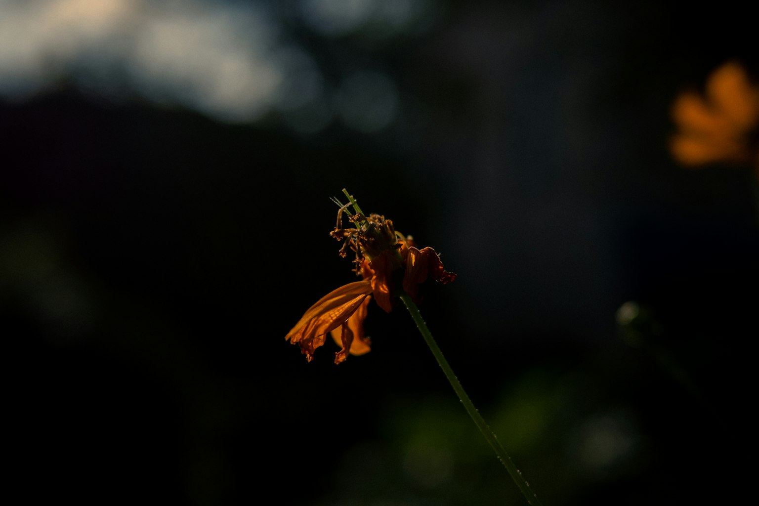 Primo piano di un fiore arancione su sfondo scuro