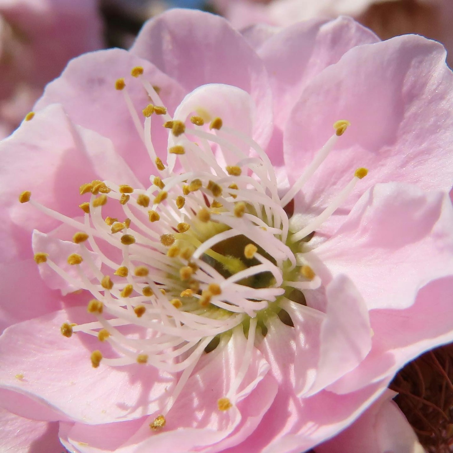 Close-up of a pink flower with white stamens and yellow pollen in the center