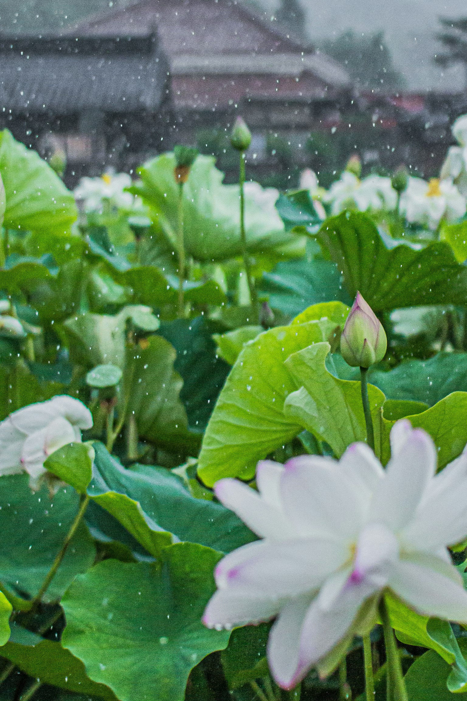 Eine ruhige Szene mit weißen Lotusblüten, die zwischen üppigen grünen Blättern im Regen blühen