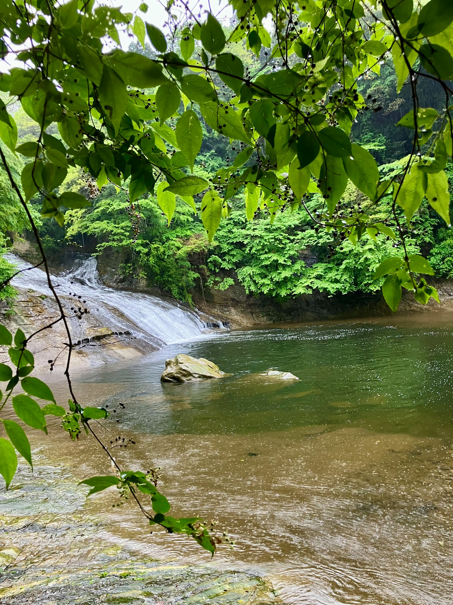 Pemandangan tenang dari air terjun yang dikelilingi daun hijau subur