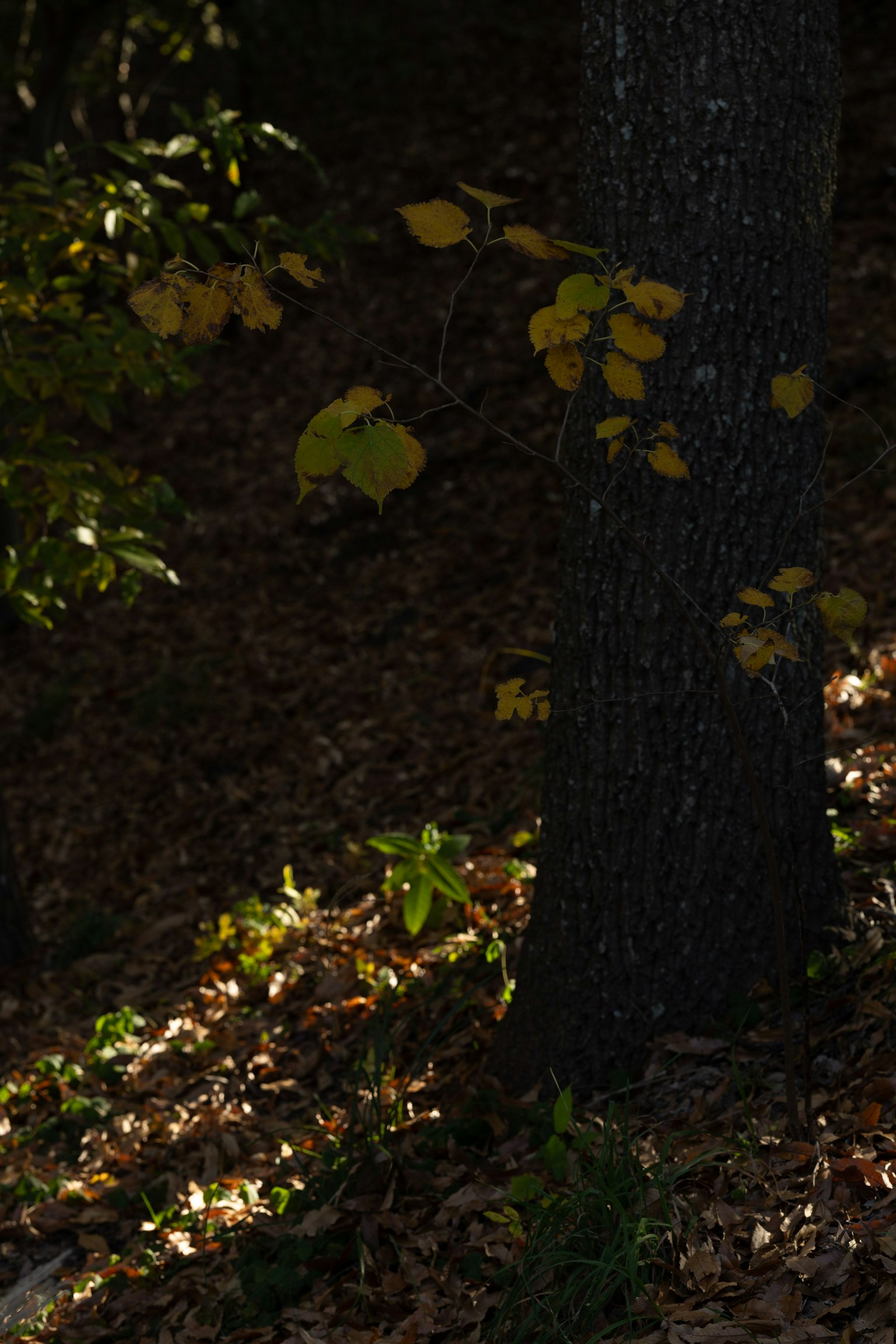 Escena de otoño con un tronco de árbol y hojas caídas