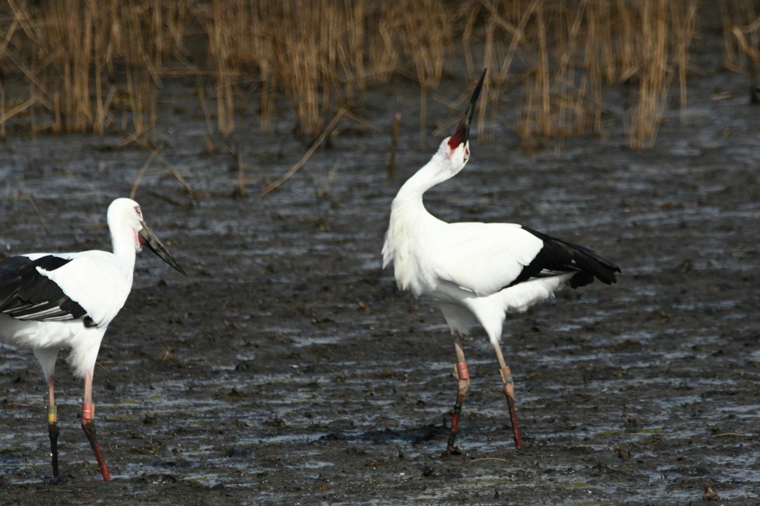 Two white storks standing in a wetland