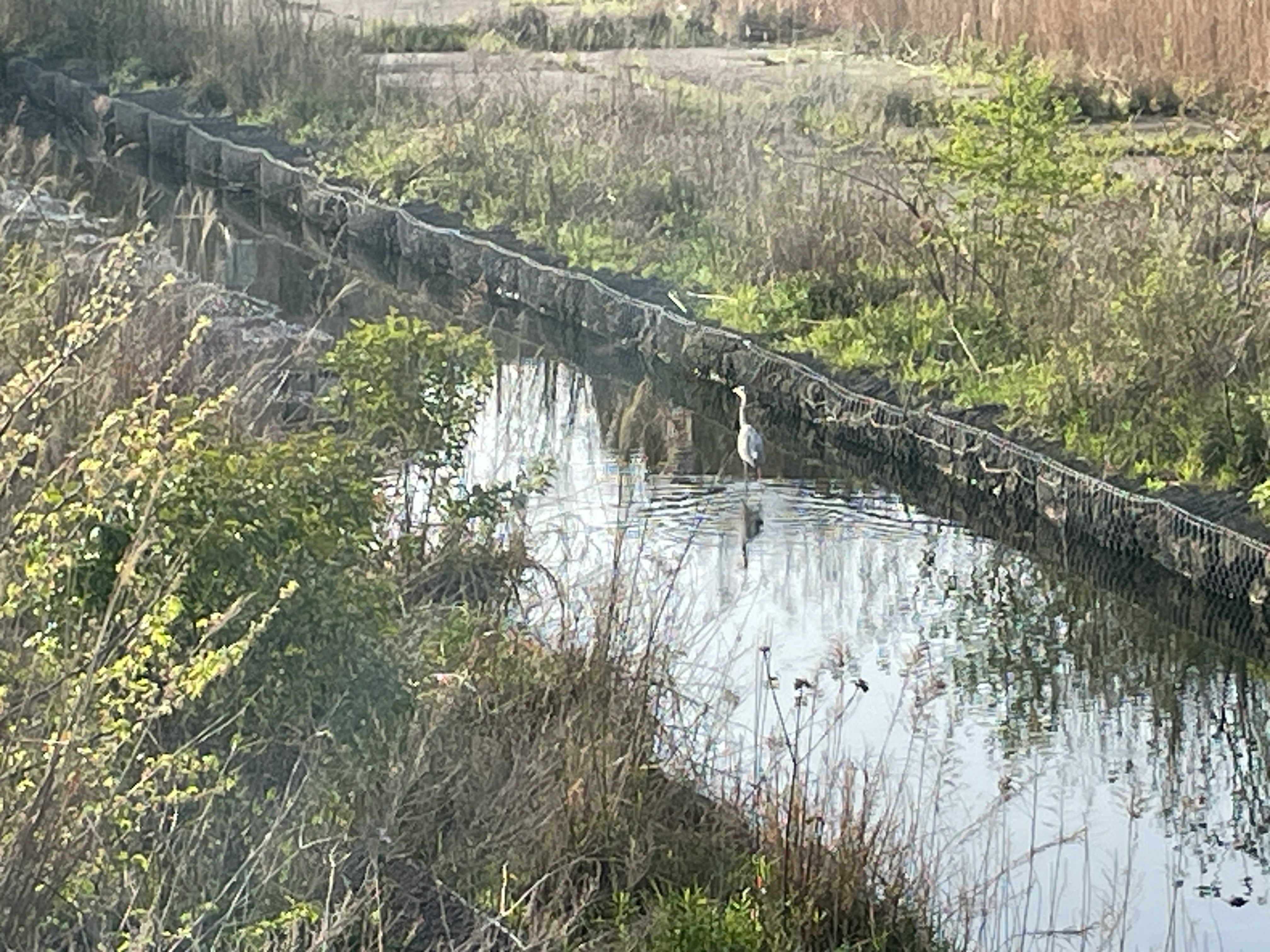 水路沿いに伸びる草と低木のある湿地の風景
