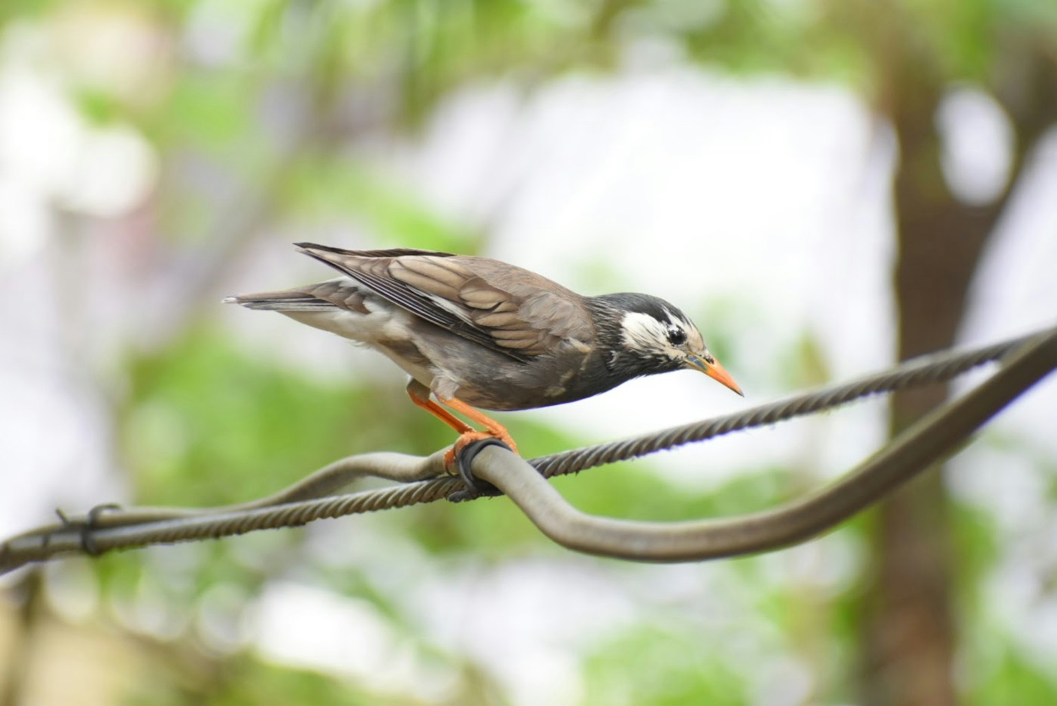 Close-up of a bird perched on a branch The bird has brown and white feathers
