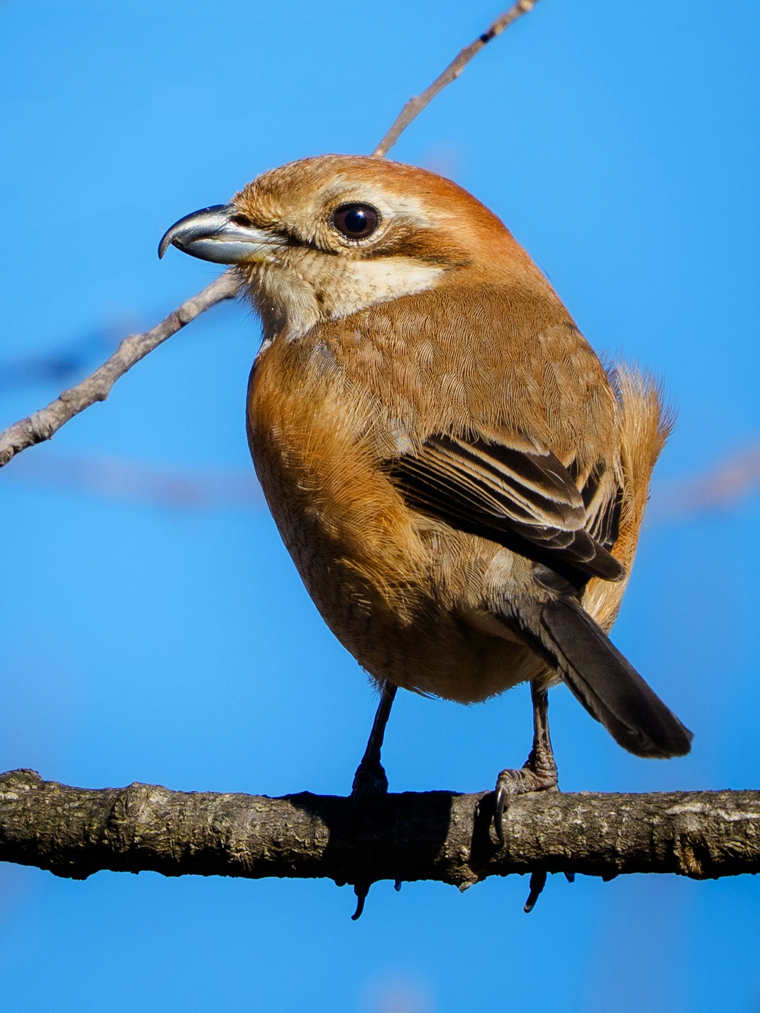Un pájaro marrón posado en una rama bajo un cielo azul