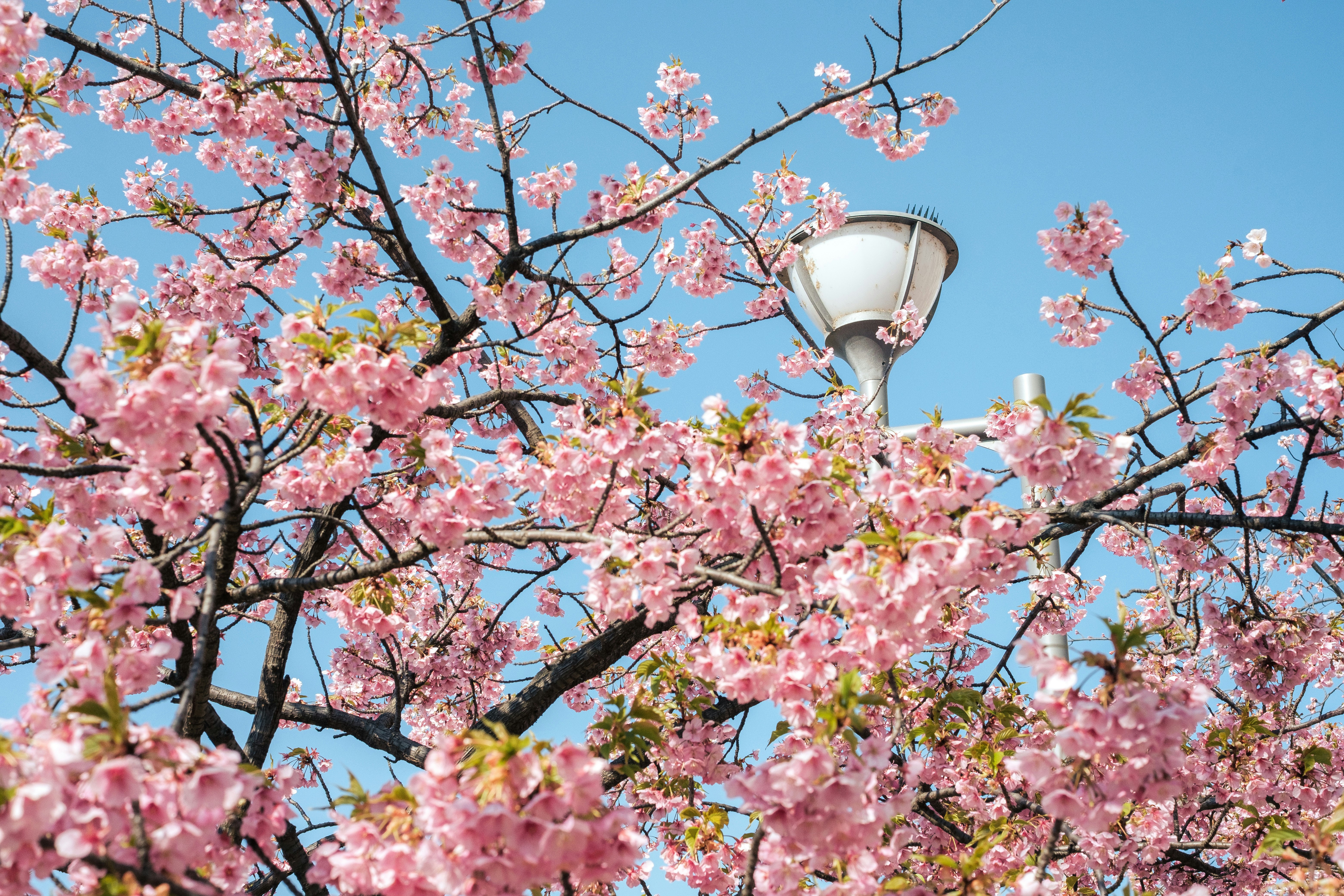 河津桜の満開の枝とピンクの花が青空に広がる景色