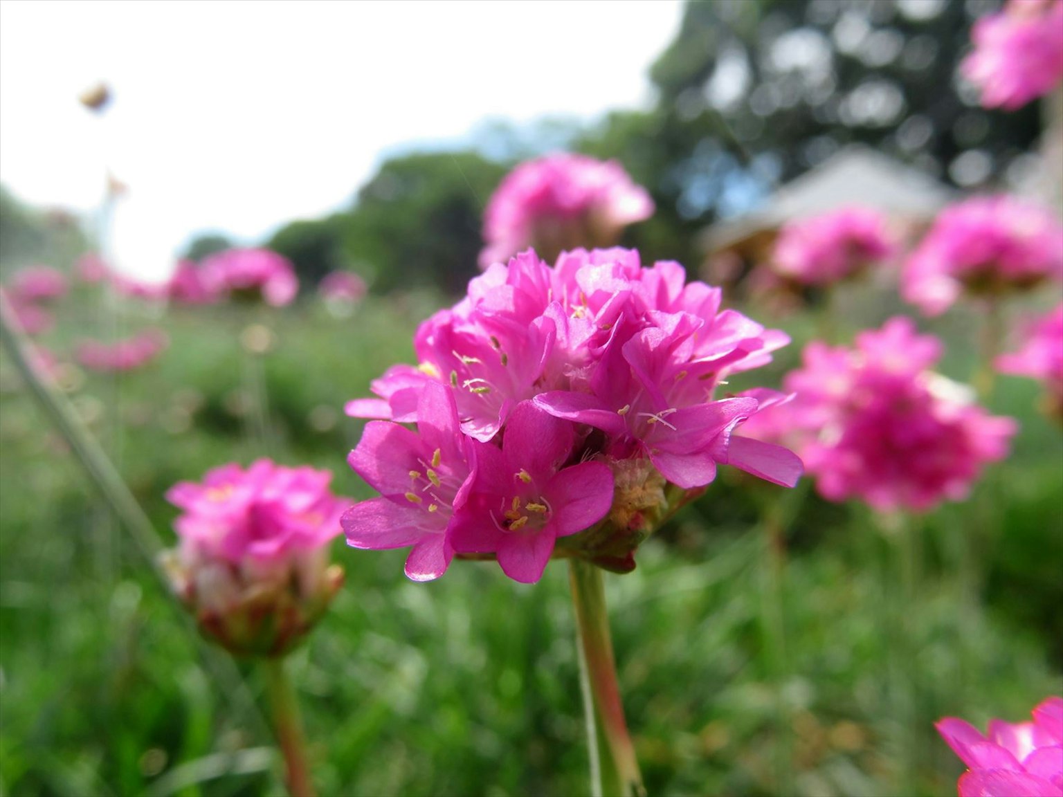 Close-up of small pink flowers blooming in a grassy field