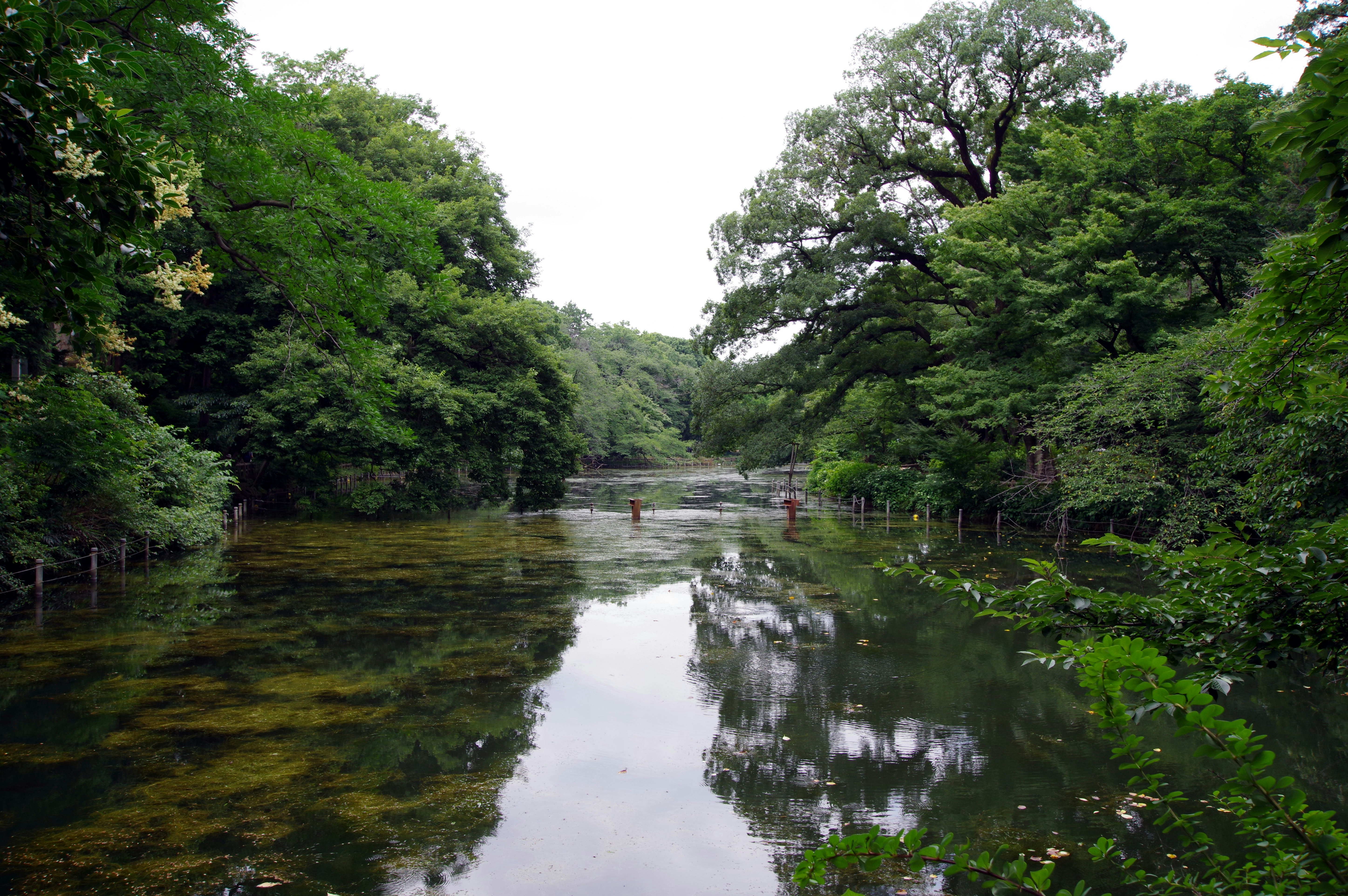 Une rivière bordée d’une forêt verte luxuriante avec des reflets sur l’eau