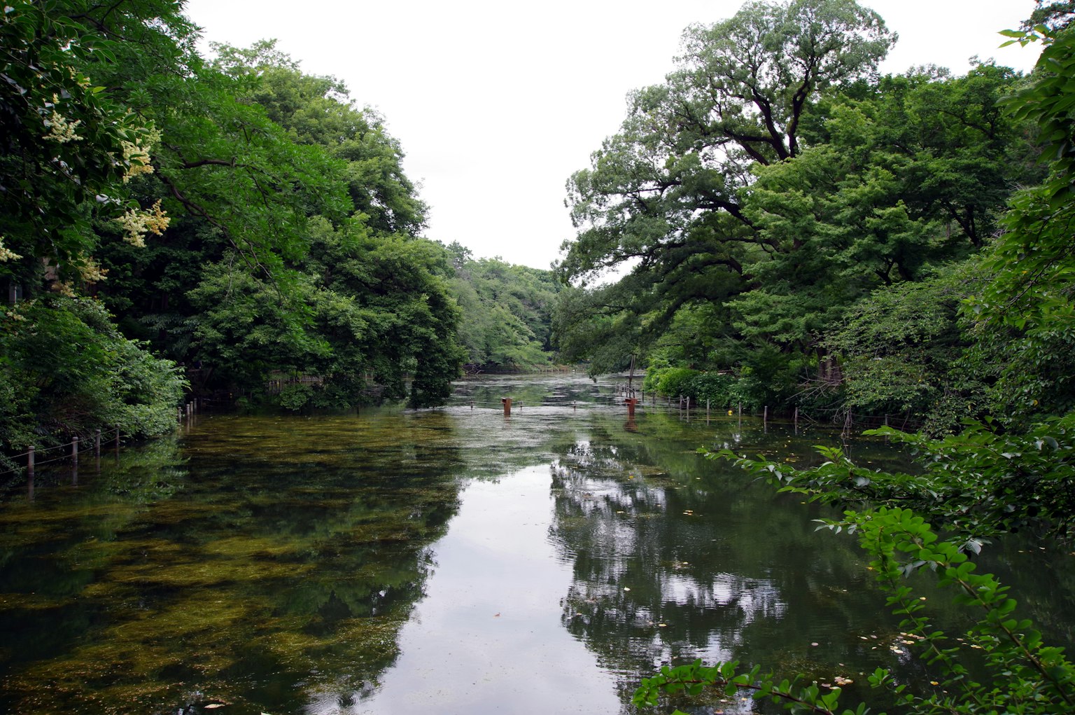 Friedliche Flusslandschaft umgeben von üppigem Grün und reflektierenden Bäumen