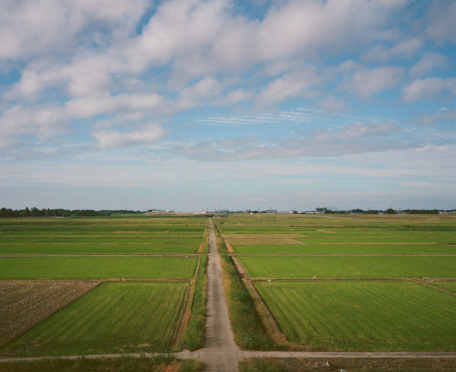 Vastes champs de riz verts sous un ciel bleu avec des nuages et un chemin de terre