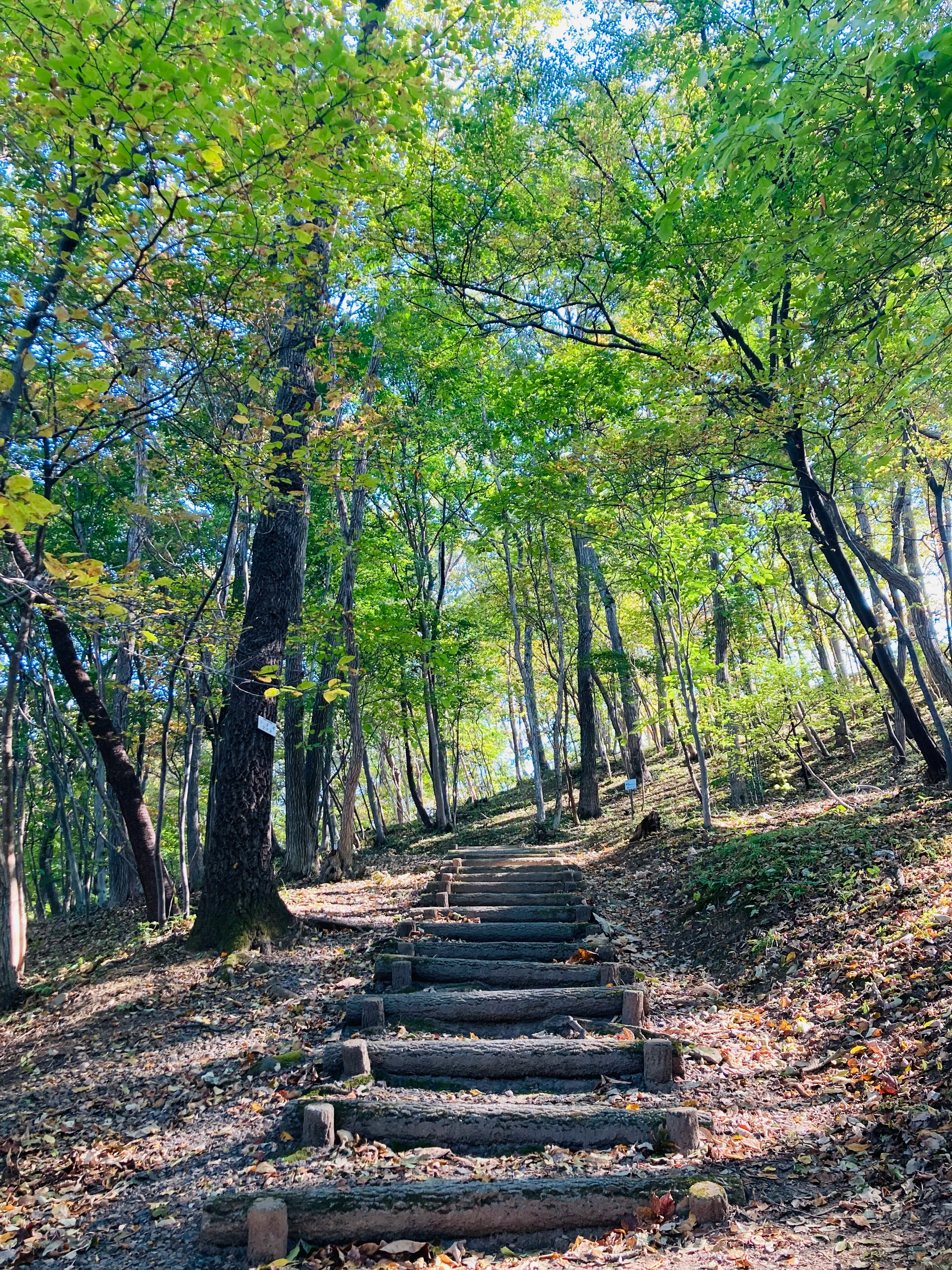 green forest trail with stone steps winding through trees