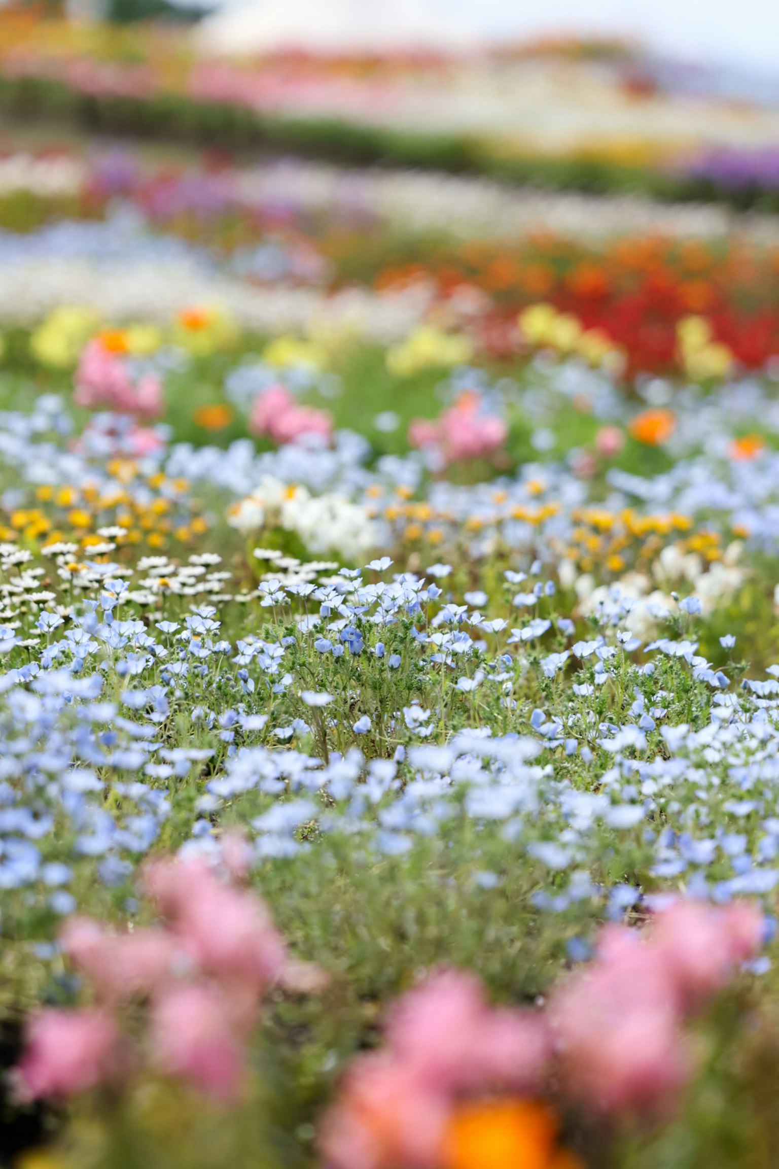 Un paysage magnifique rempli de fleurs colorées en fleurs