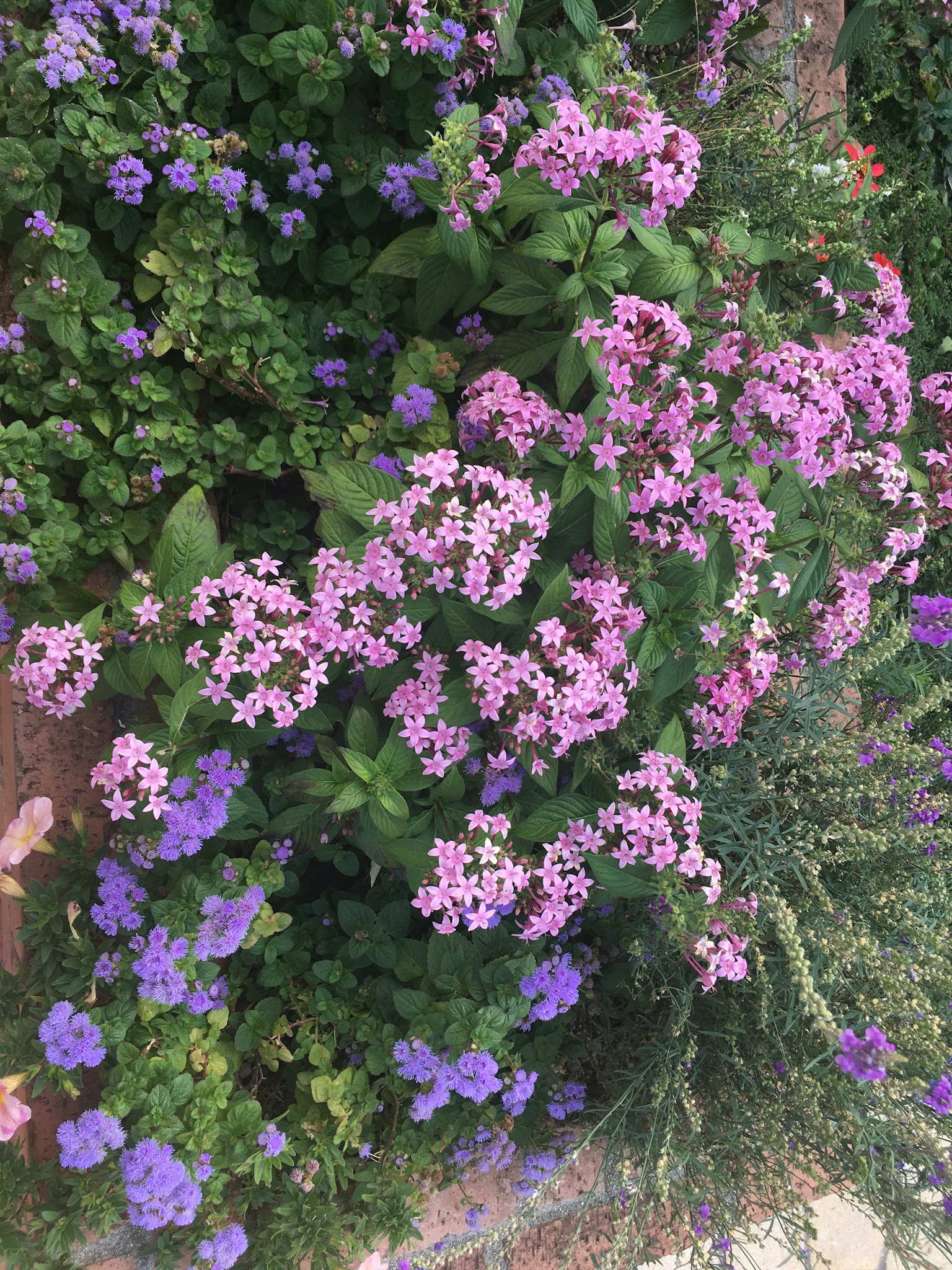 Vibrant garden scene filled with blooming pink and purple flowers