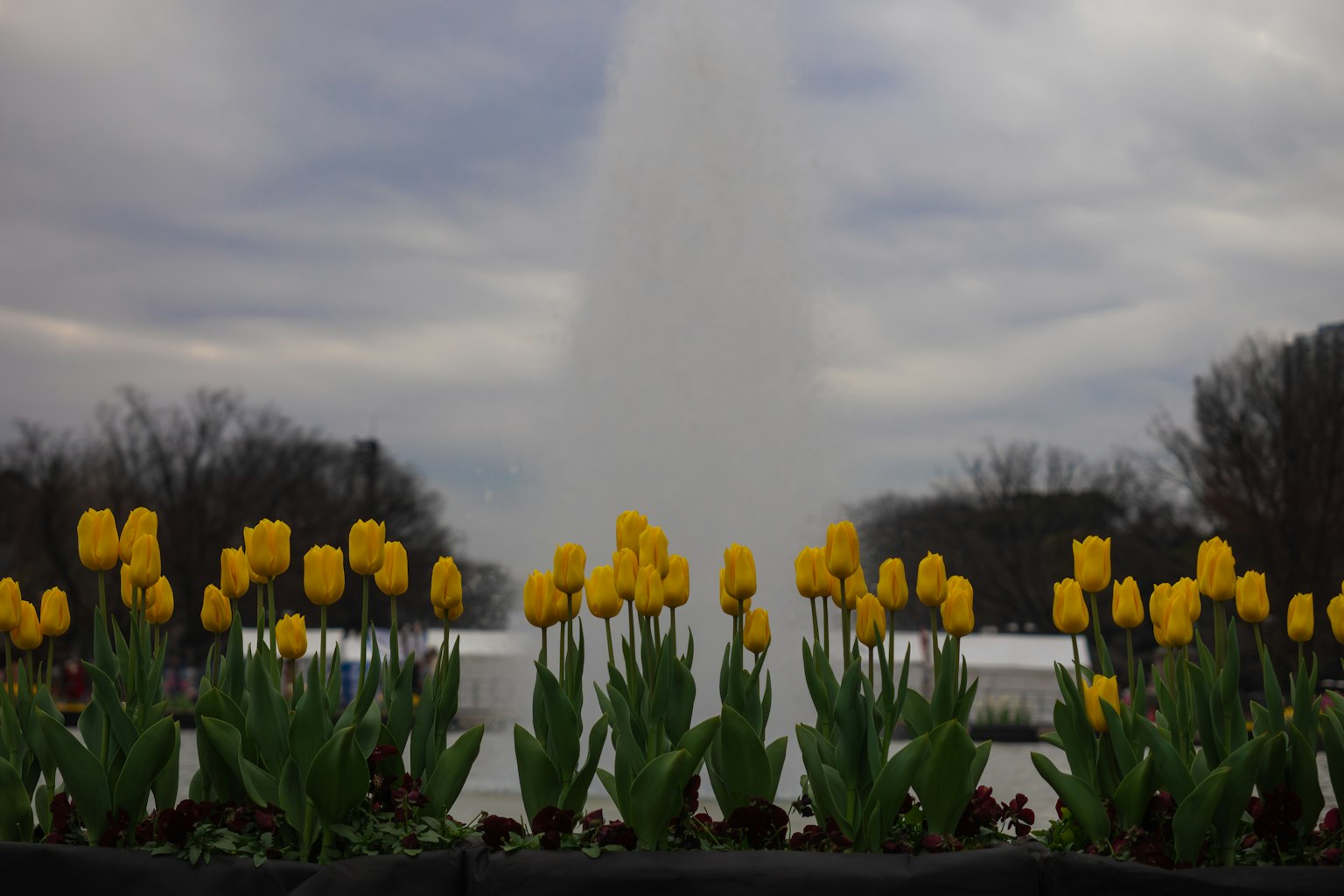 Pemandangan dengan tulip kuning dan air mancur