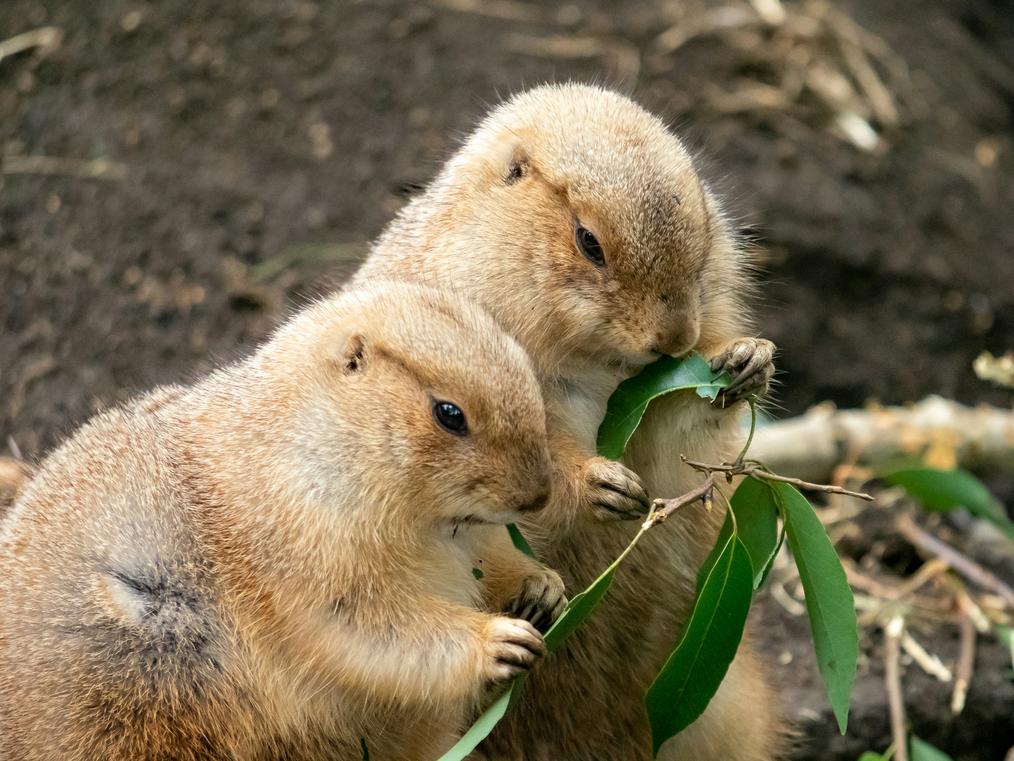 Muttertier und Jungtiere beim Fressen von Blättern