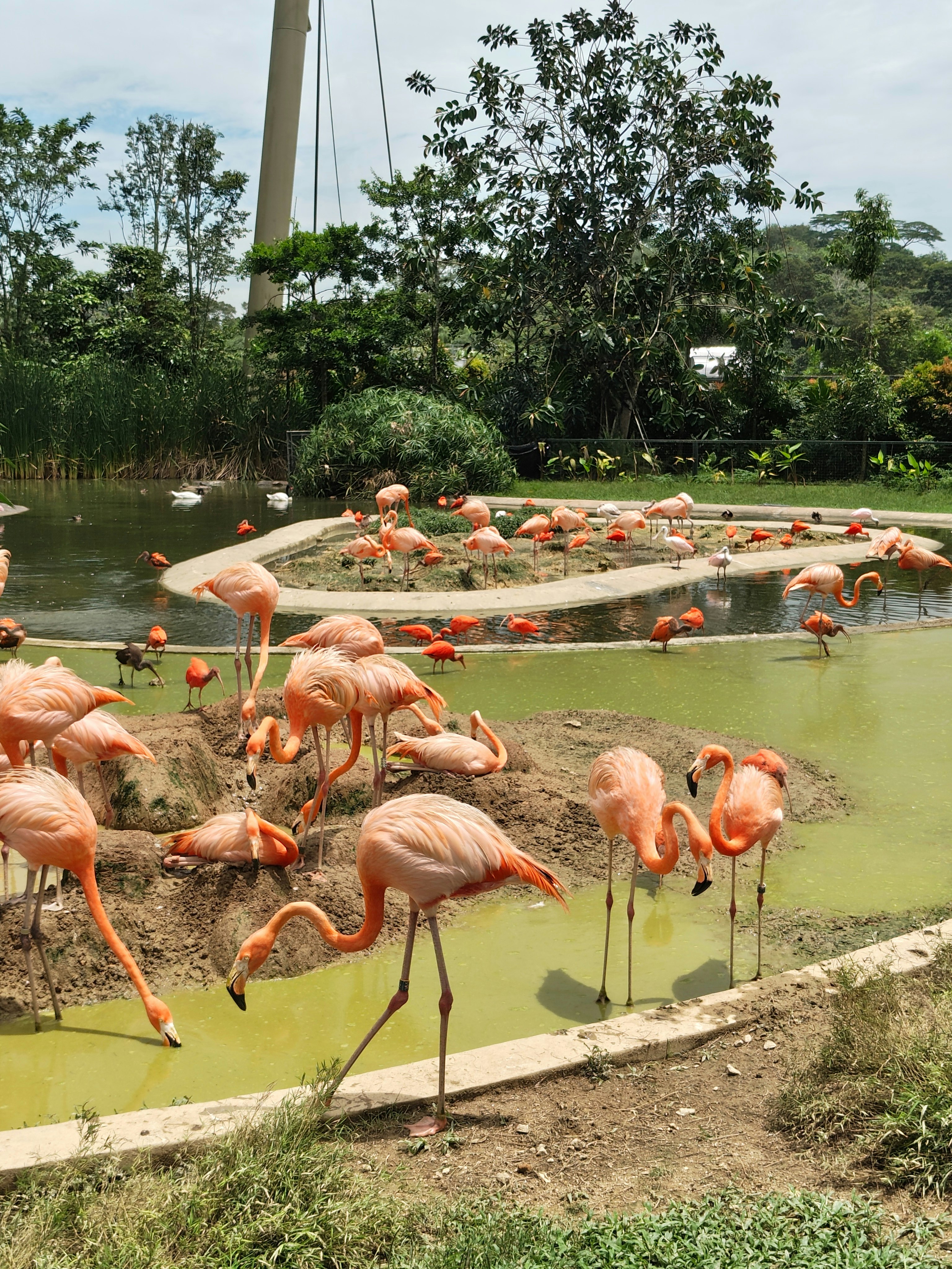 鳥の楽園の池で群れるフラミンゴの群れ