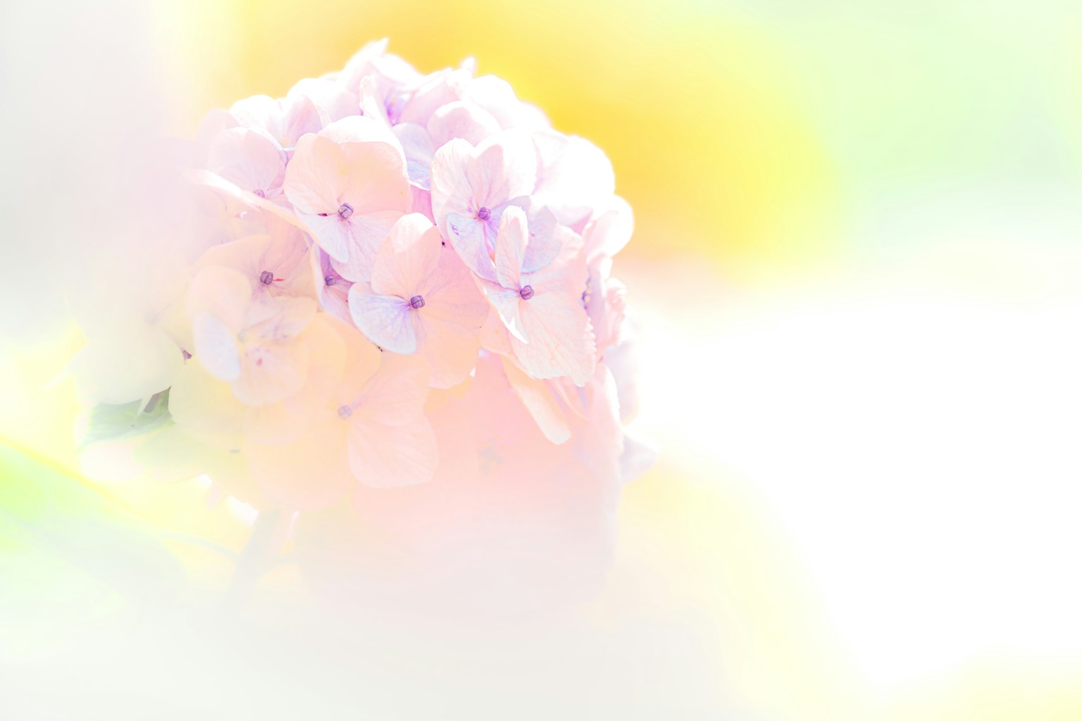 Zarte Hortensienblüte in sanften Pastellfarben, von Licht beleuchtet