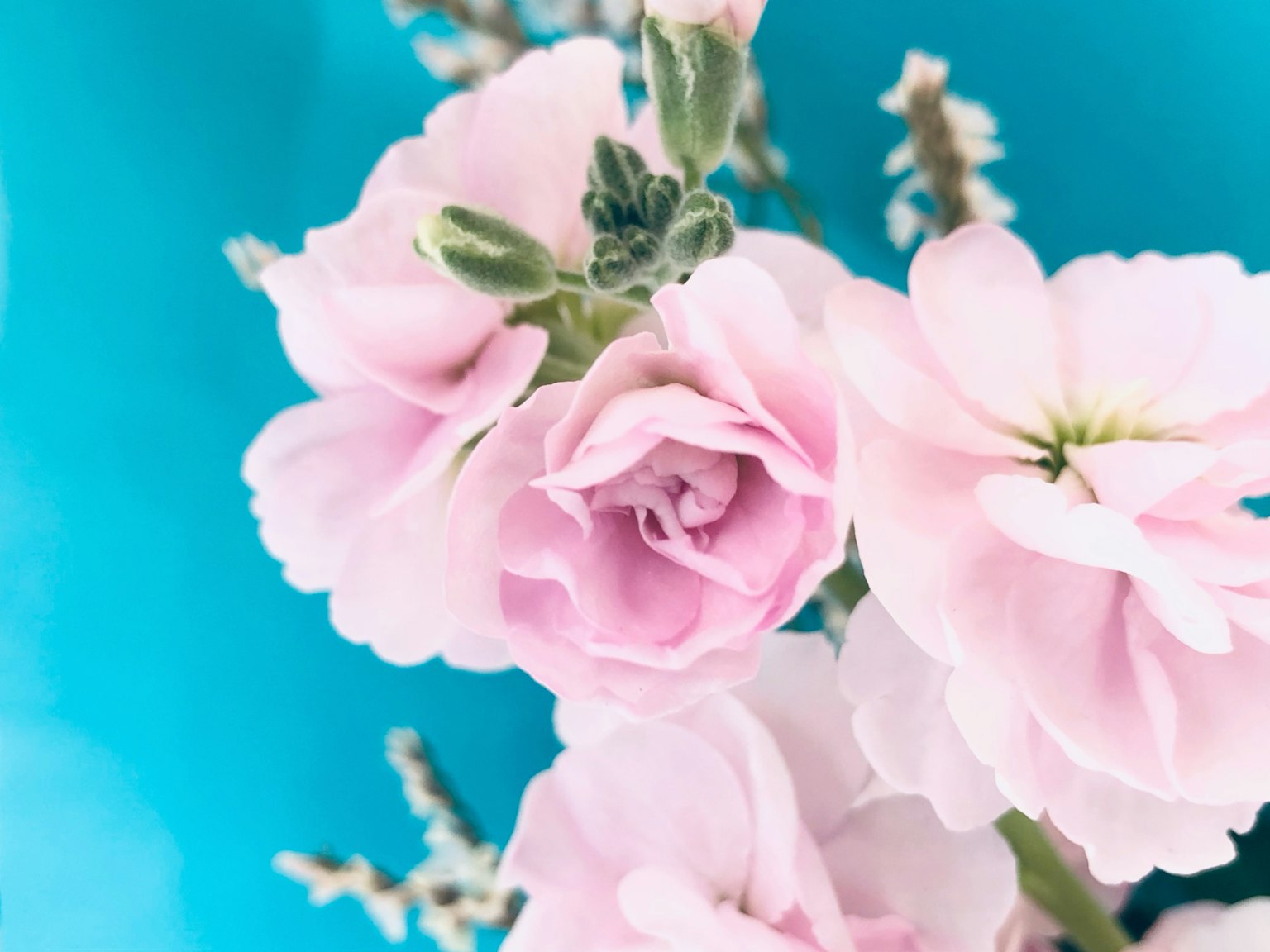 Soft pink flowers against a blue background