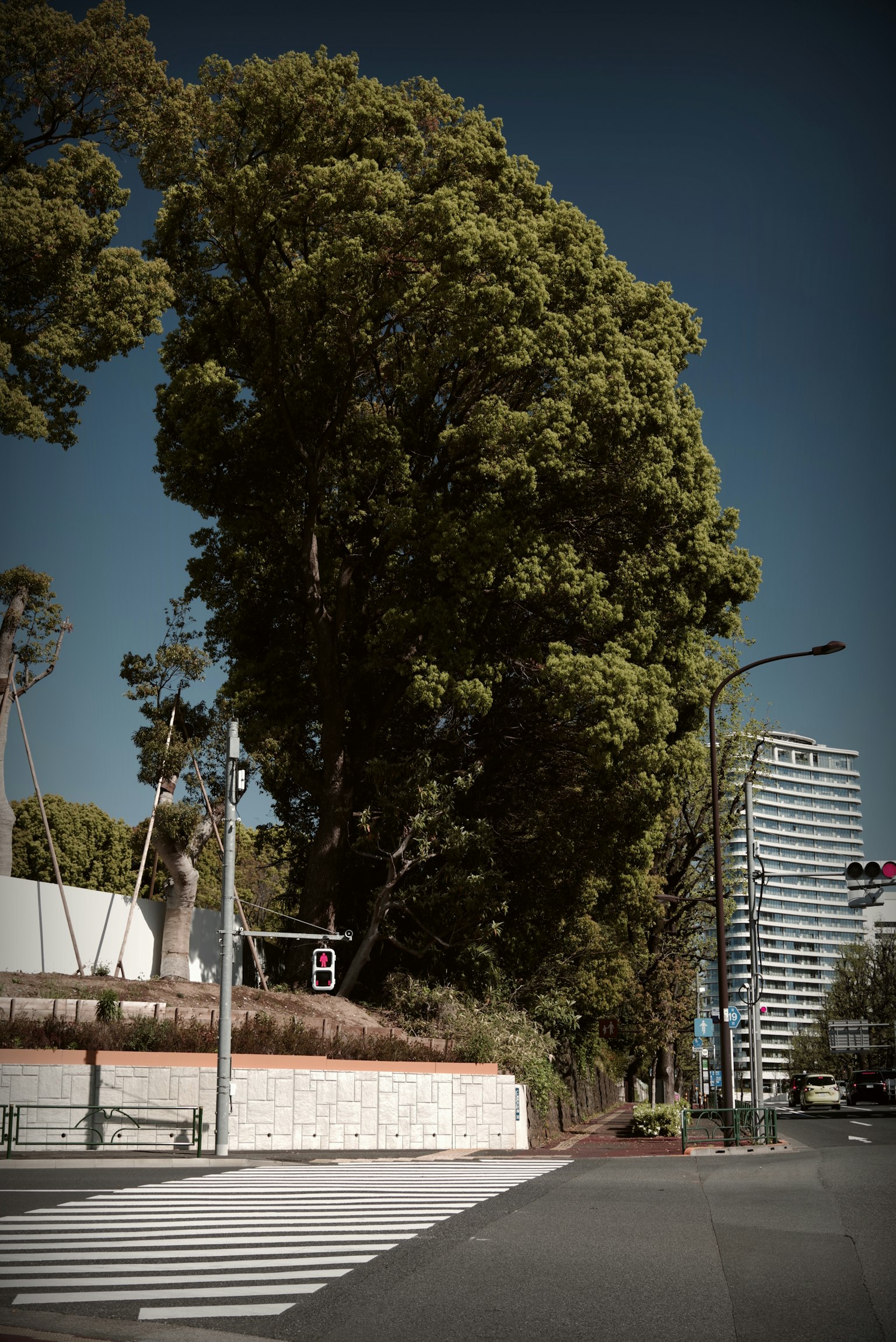 Straßenecke mit einem großen Baum und einem modernen Gebäude