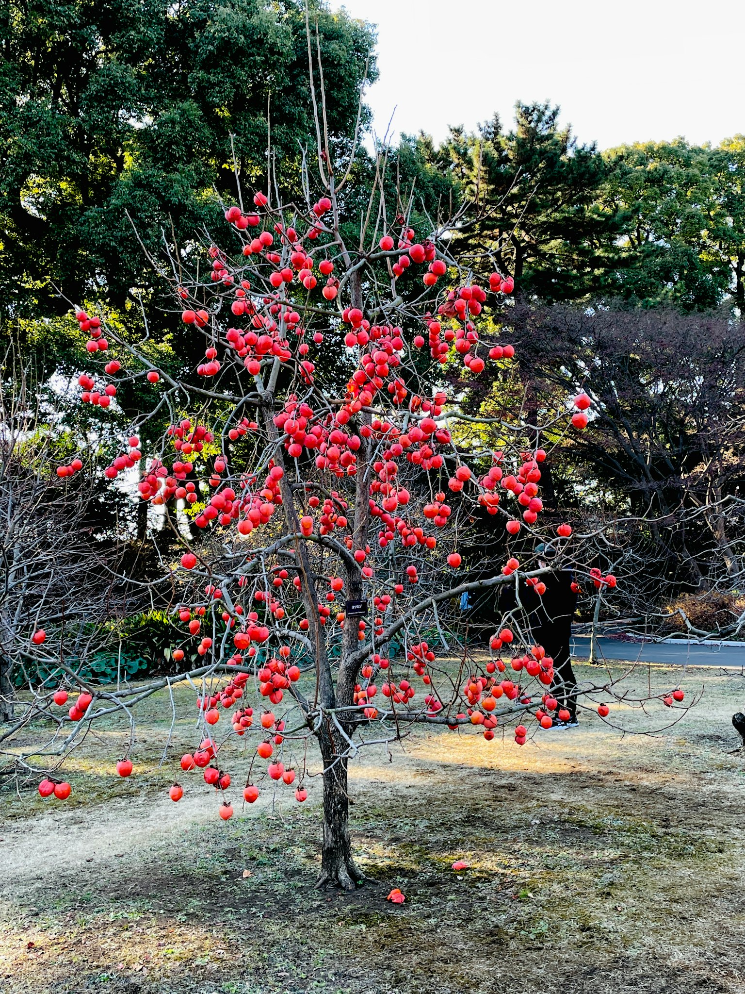 Árbol cargado de frutas rojas brillantes rodeado de vegetación