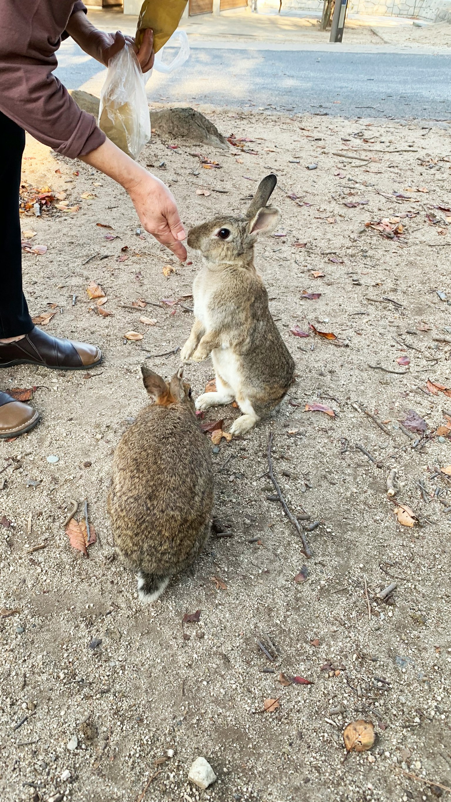 Eine Person, die zwei Kaninchen in einer natürlichen Umgebung füttert
